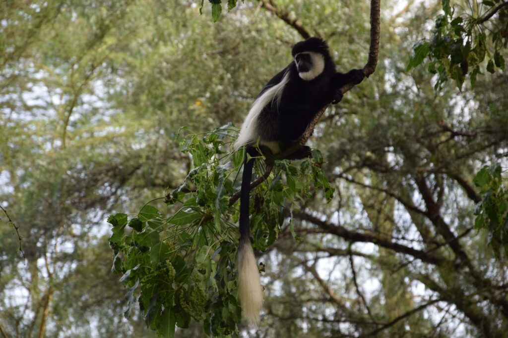  Aberdare national park fees Columbus monkey