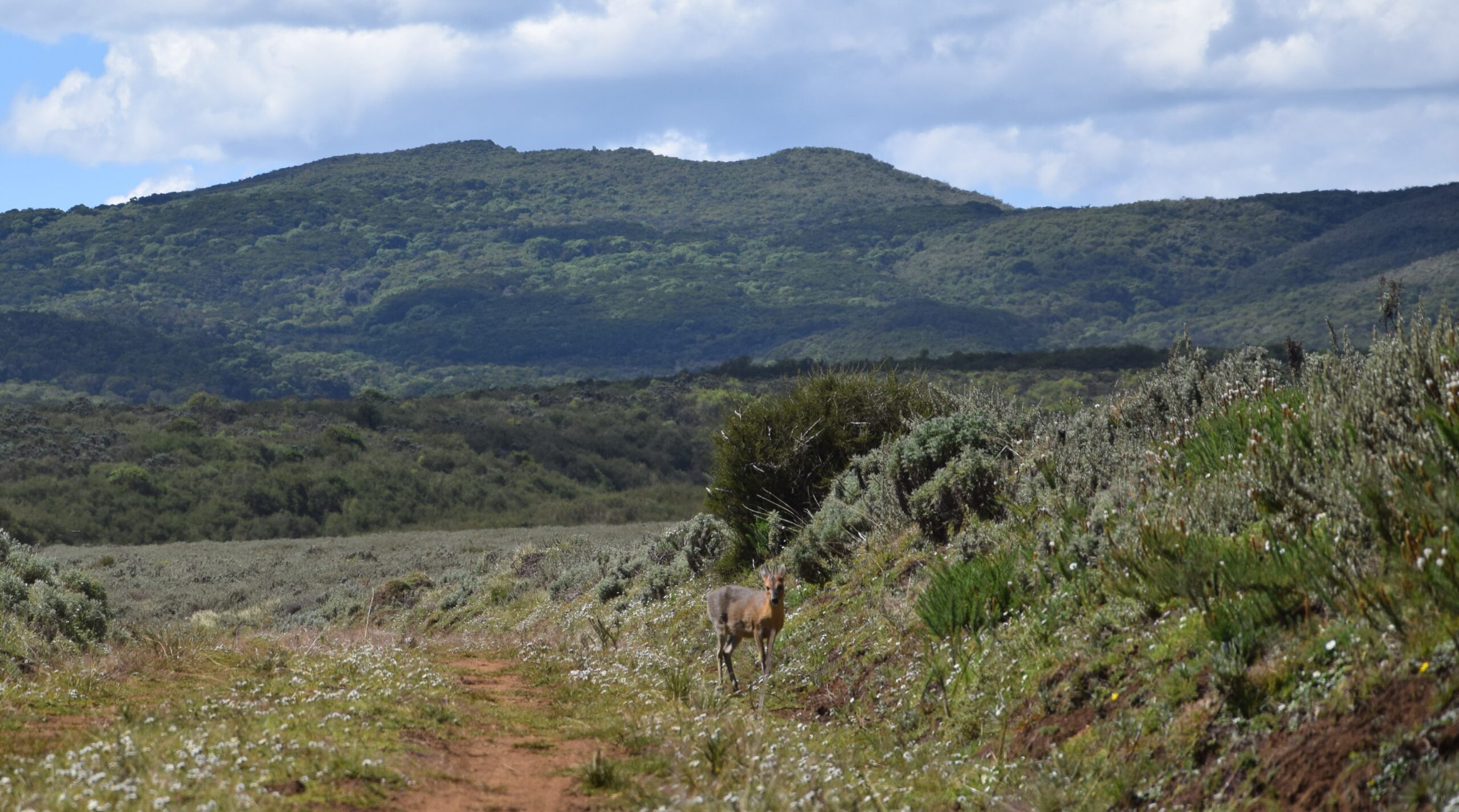 Mount Kipipiri & Table Mountain: Unforgettable 2-Day Trek Through Kenya's Hidden Mountain Paradise — photo 10