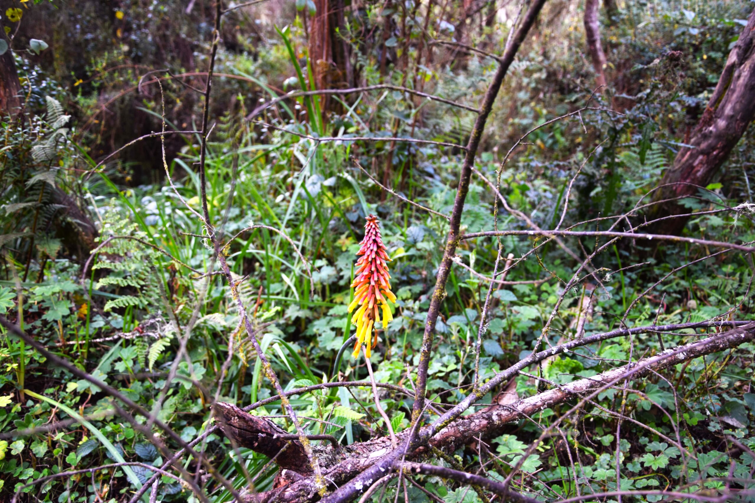 Mount Kipipiri & Table Mountain: Unforgettable 2-Day Trek Through Kenya's Hidden Mountain Paradise — photo 9