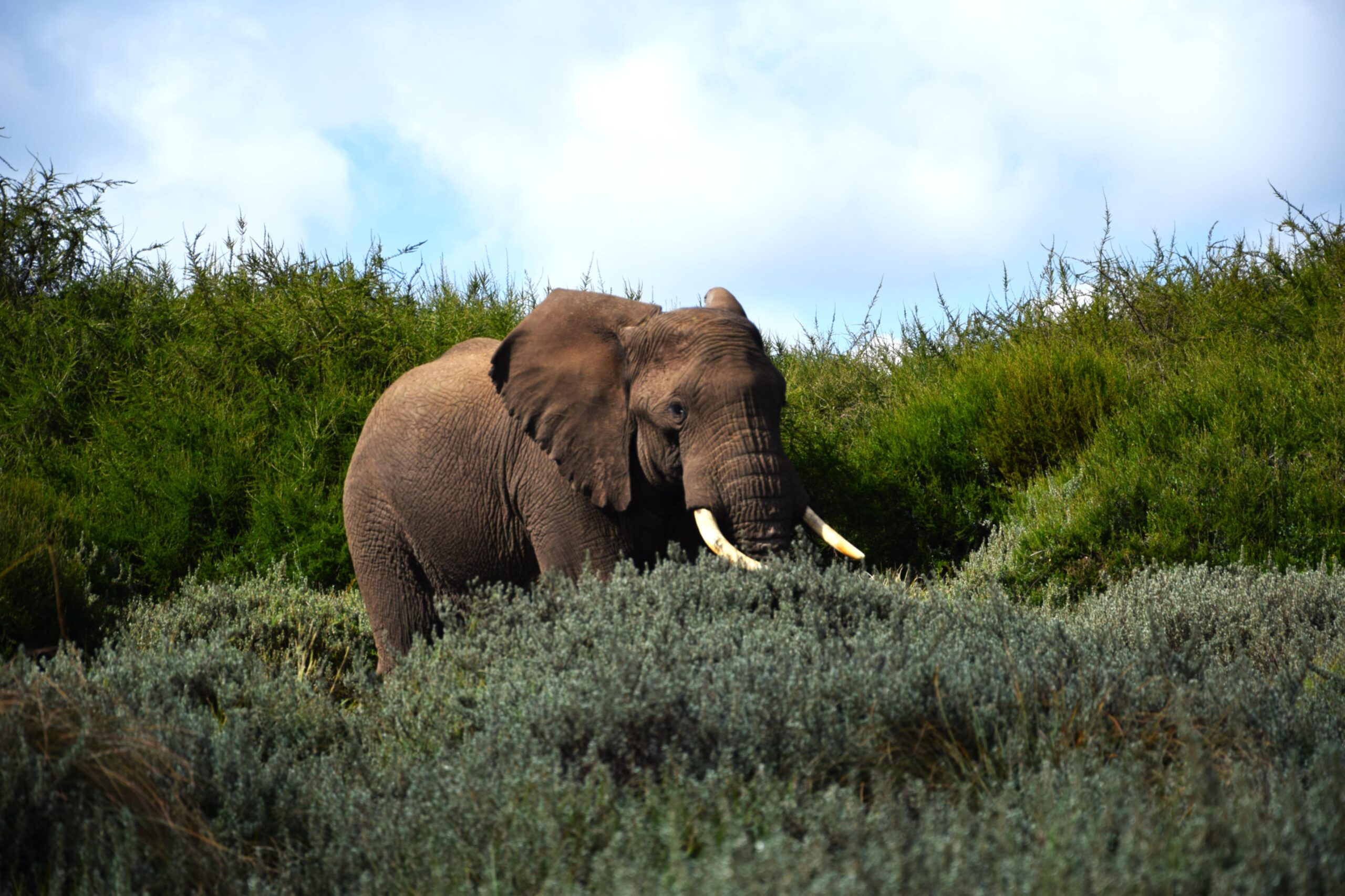 Kenya Camping Safari in the Aberdares: 2 Days of Authentic Wilderness and Waterfalls — photo 11