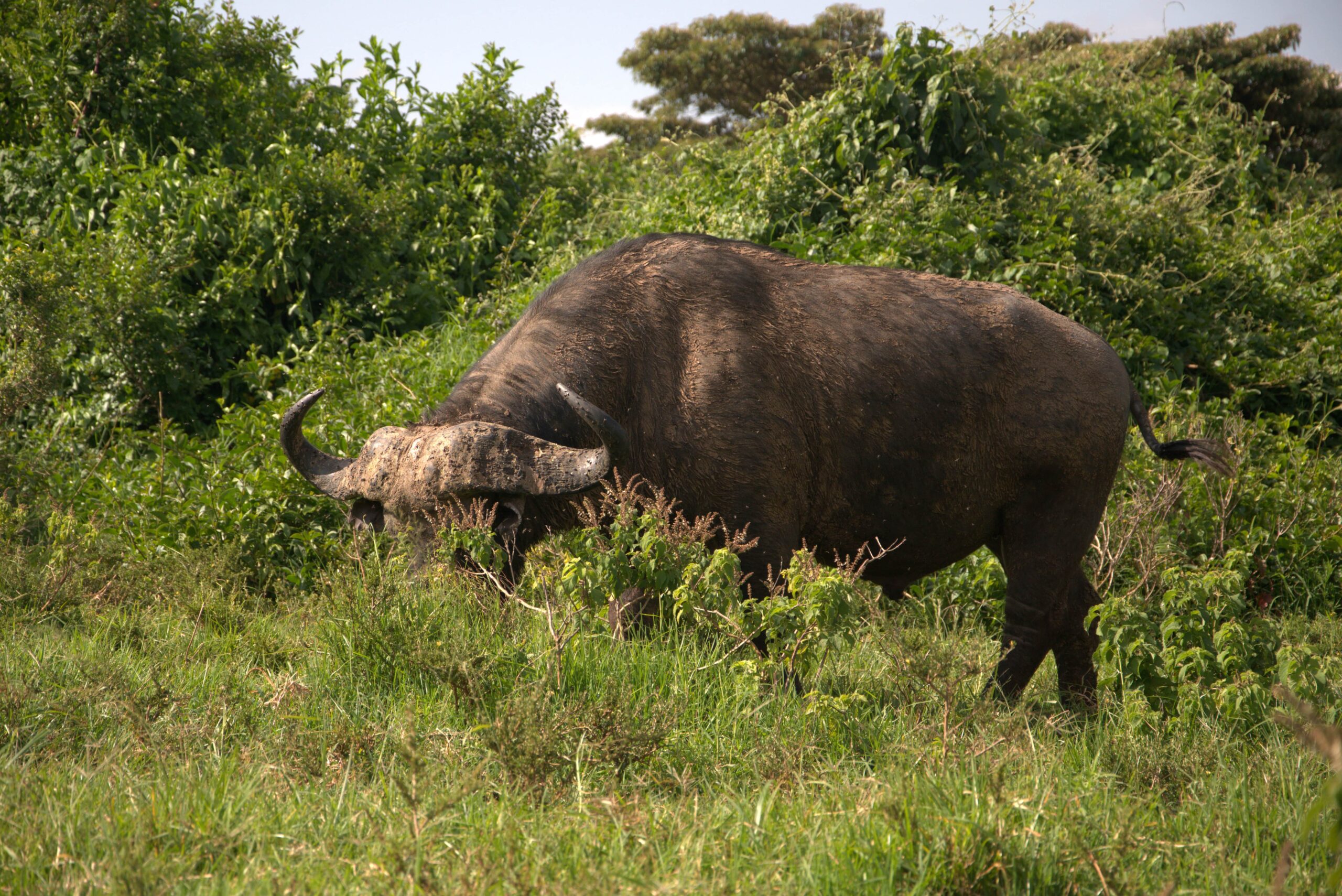 Aberdare National Park Safari: 2 Days of Authentic Wilderness and Waterfalls — photo 15