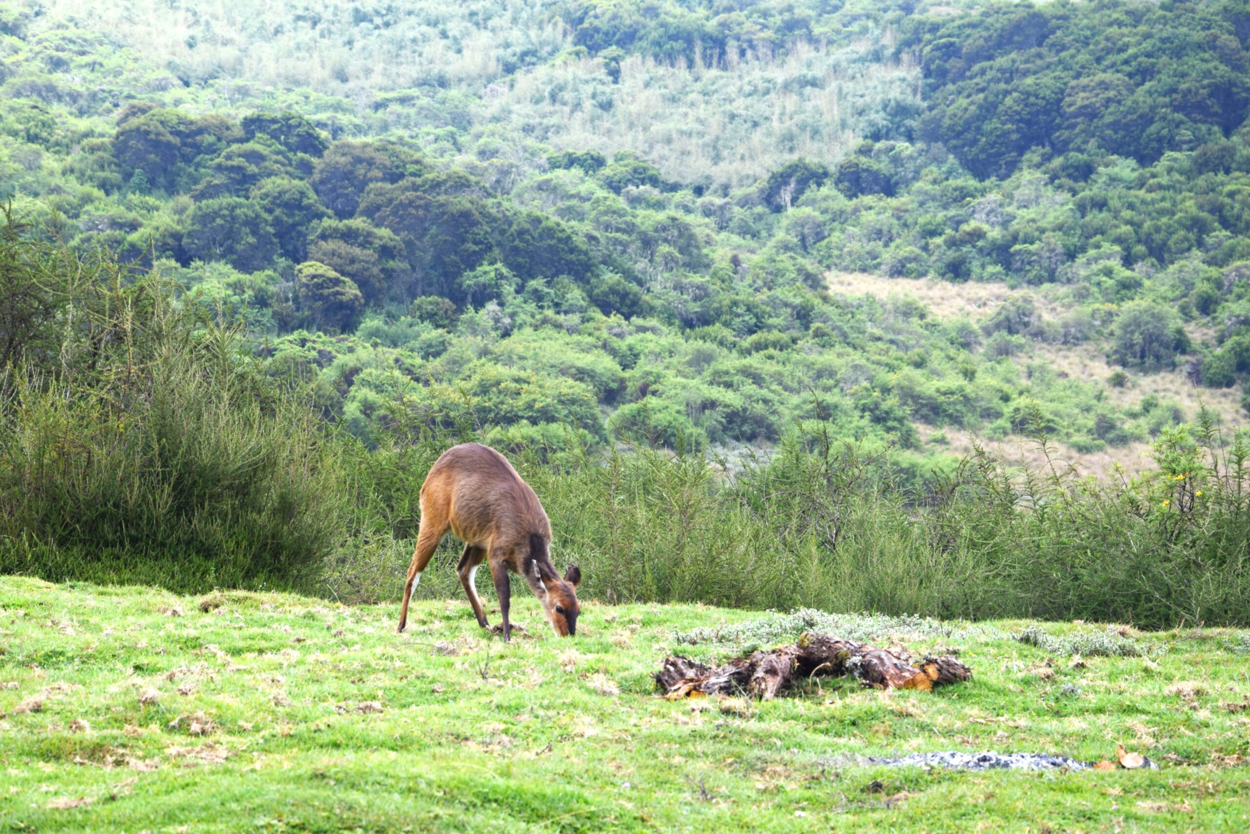 Kenya Camping Safari in the Aberdares: 2 Days of Authentic Wilderness and Waterfalls — photo 12