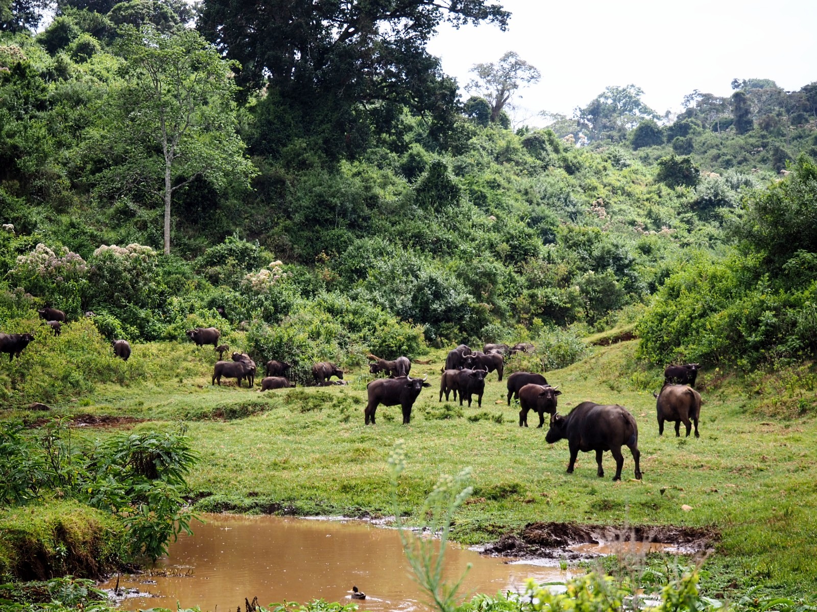Aberdare National Park Safari: 2 Days of Authentic Wilderness and Waterfalls — photo 10