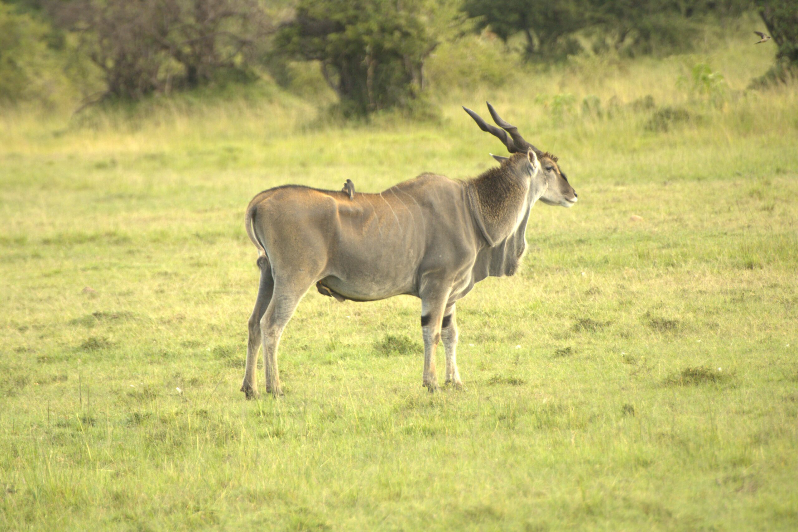 Kenya Camping Safari in the Aberdares: 2 Days of Authentic Wilderness and Waterfalls — photo 6