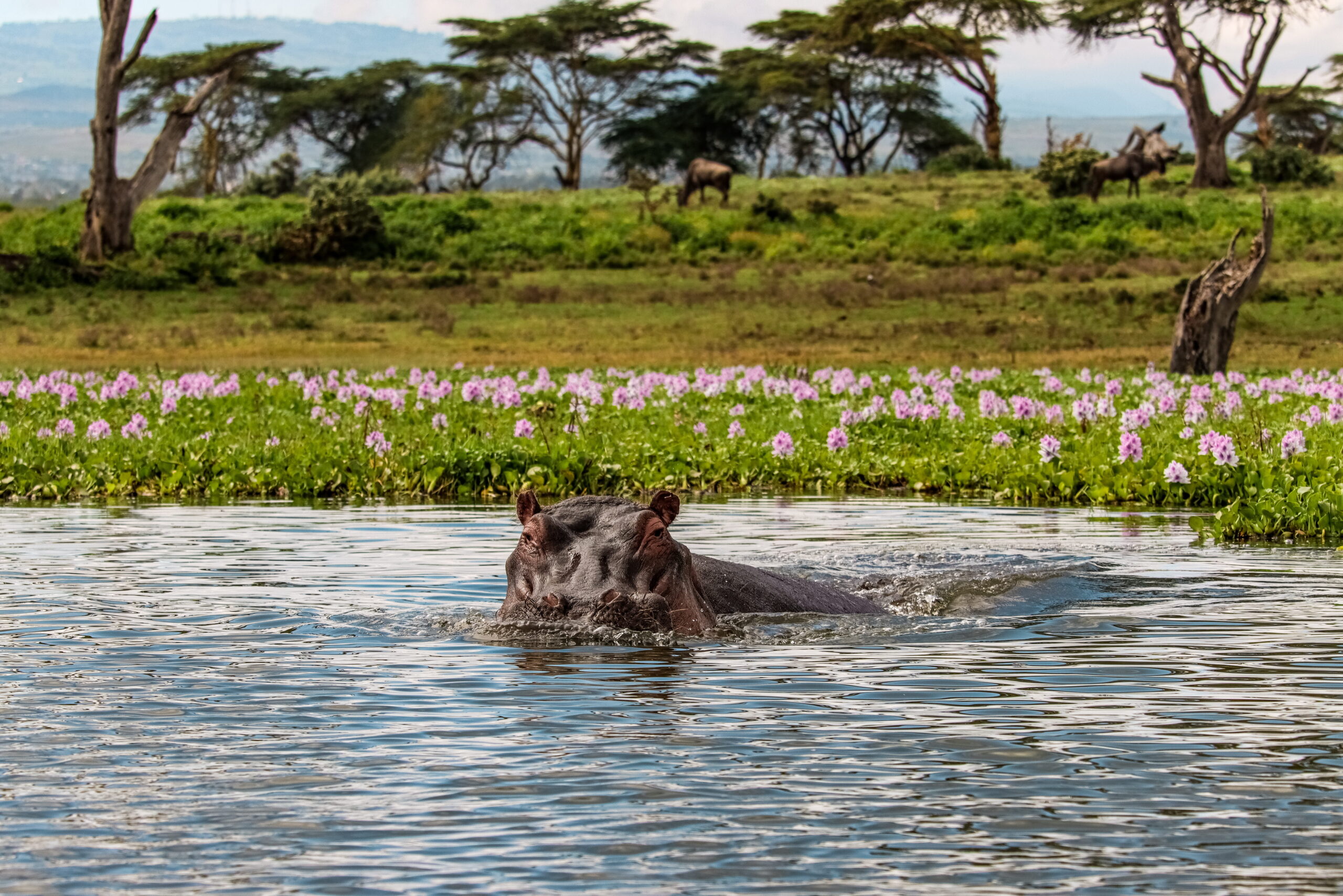 Hell's Gate Adventure with Rock Climbing Kenya: Thrilling 2-Day Cycling, Hiking & Camping Trip — photo 14