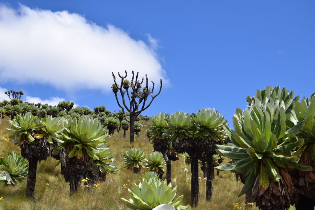 Mount Kipipiri landscape