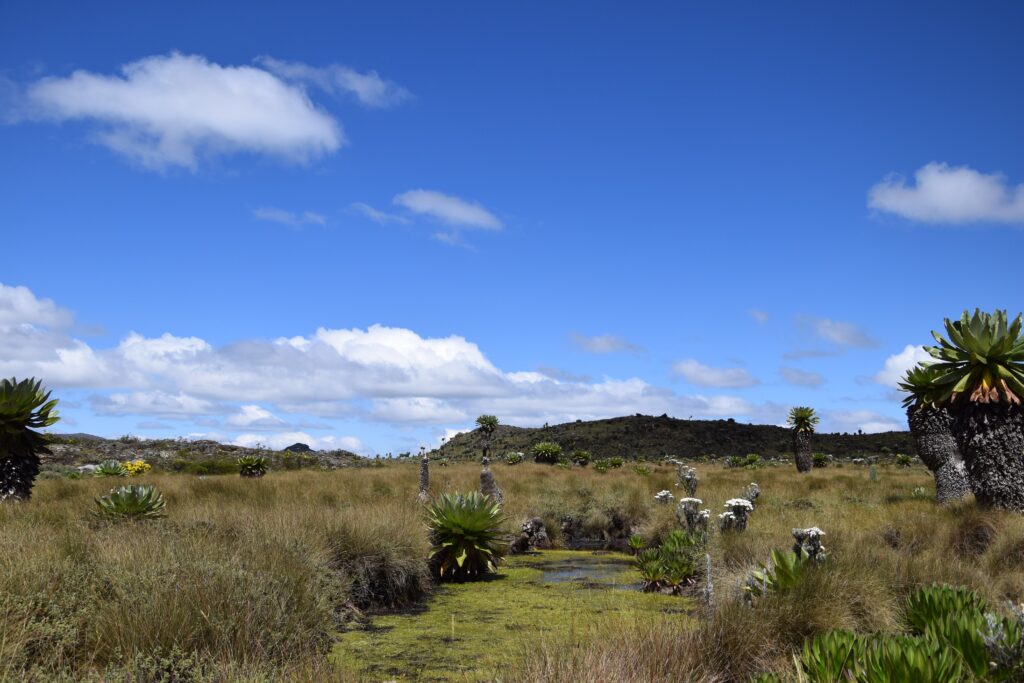 Seven Ponds Hike in Aberdare National Park