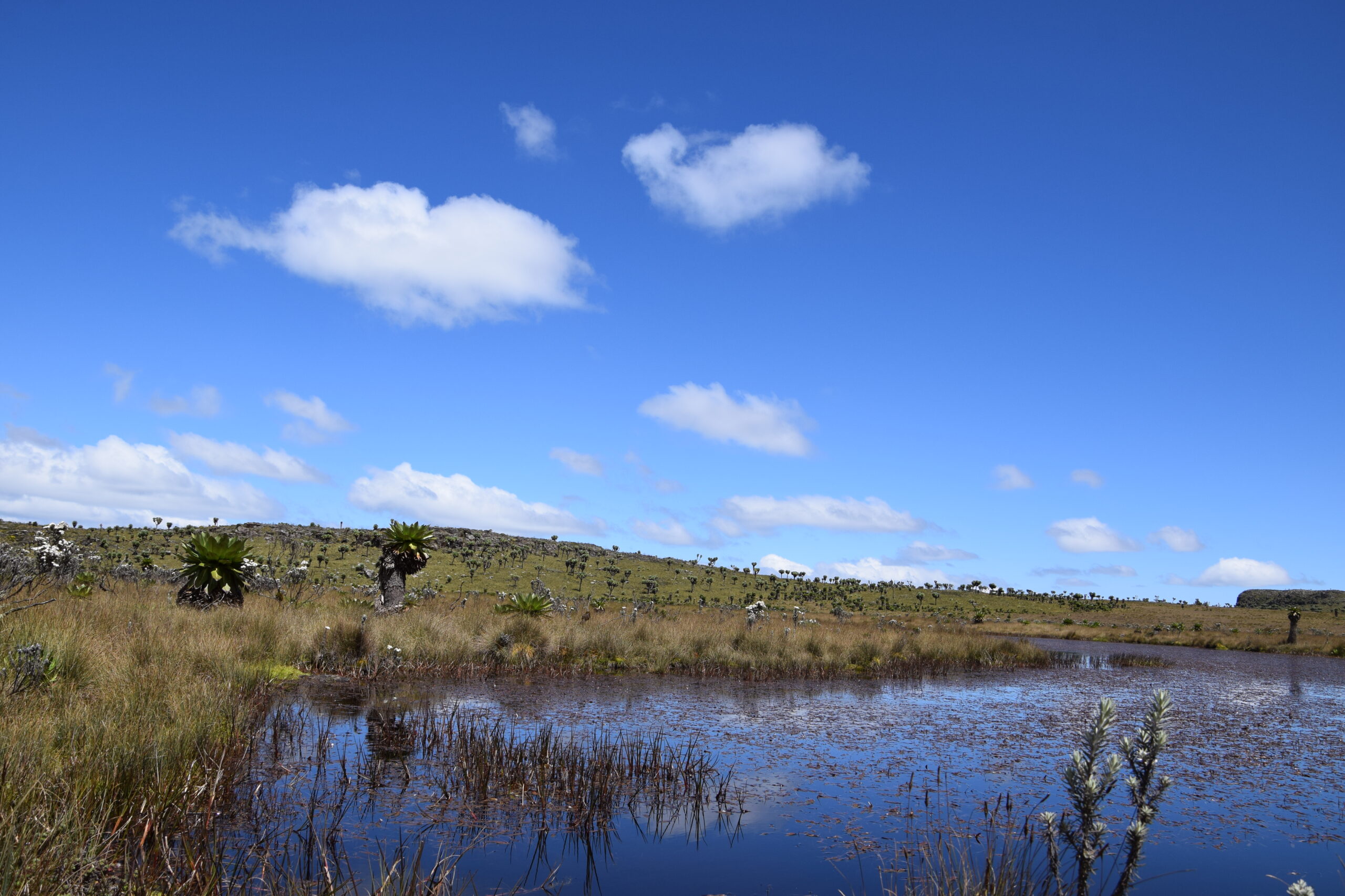 3-Day Aberdare National Park Hike: Summit Kipipiri & Discover the Magical Seven Ponds — photo 7