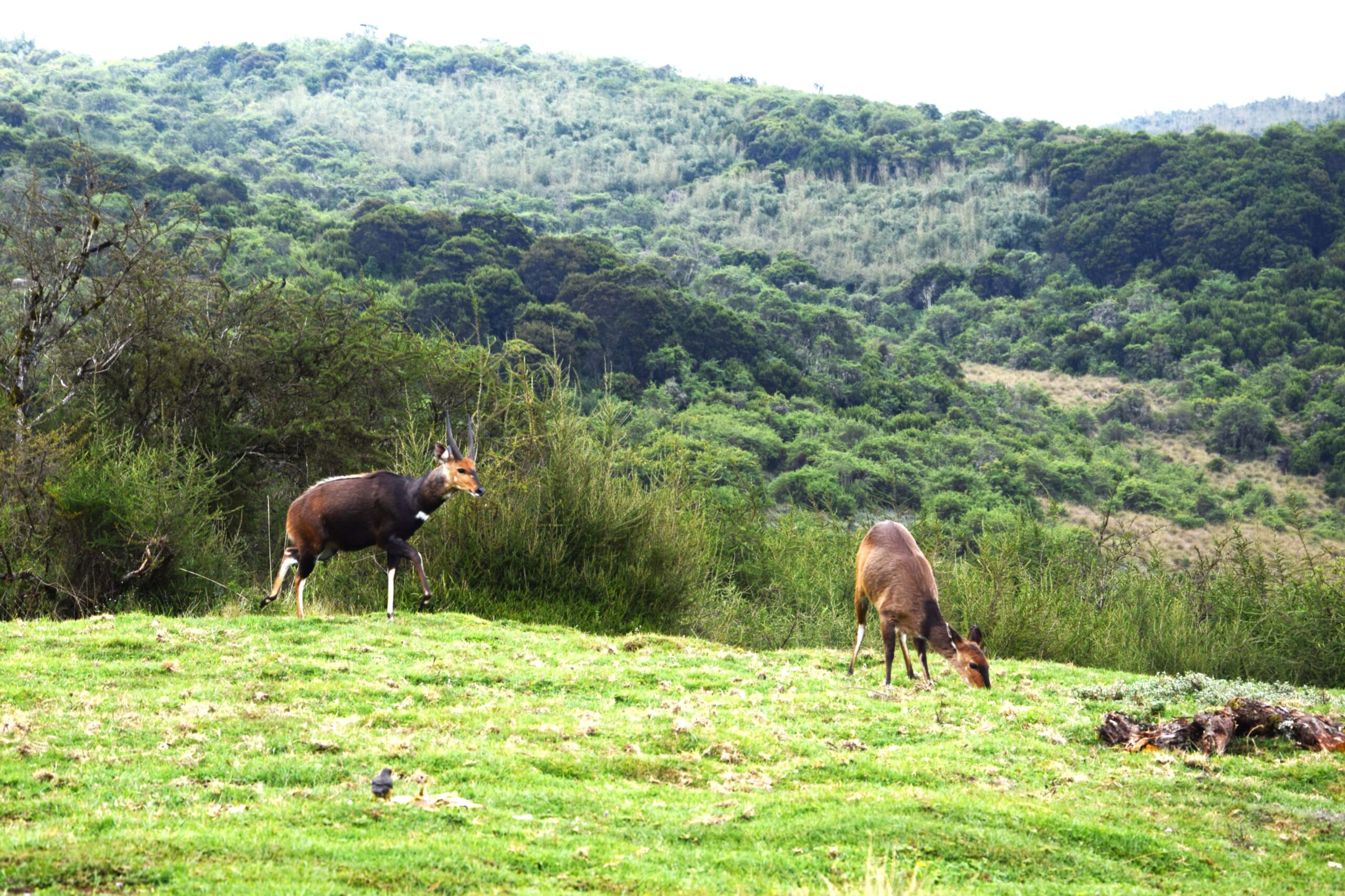 3-Day Aberdare National Park Hike: Summit Kipipiri & Discover the Magical Seven Ponds — photo 15