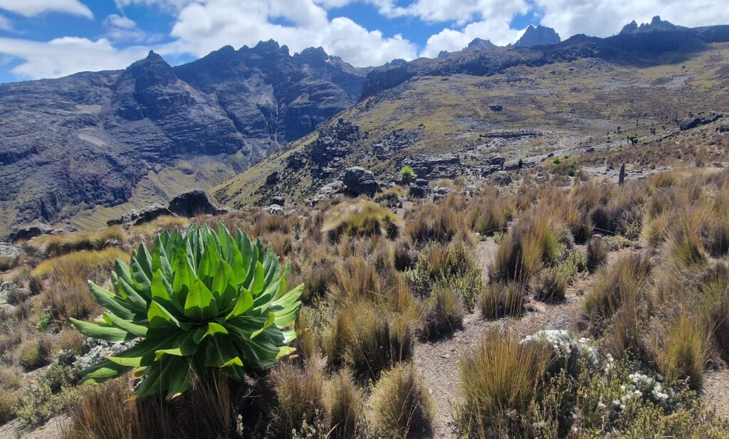 Giant lobelias during Mount Kenya trekking