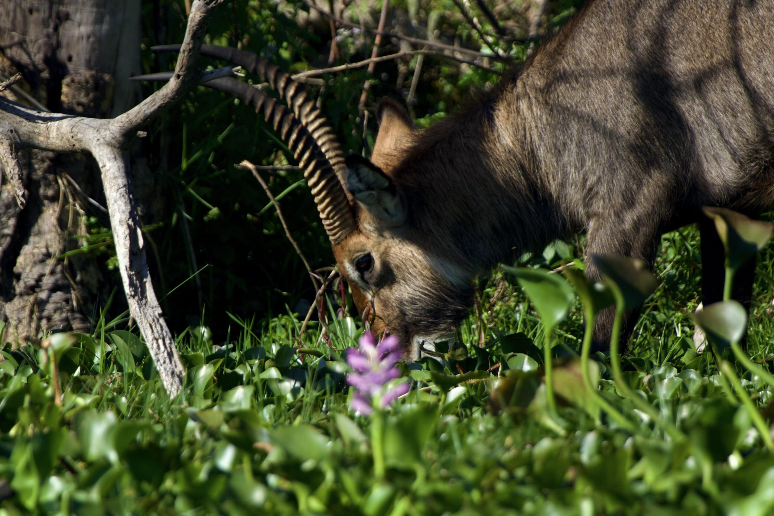 Crescent Island Kenya 2-Day Adventure: Horseback Mt. Longonot, Bike Hell's Gate & Walk with Wildlife — photo 9