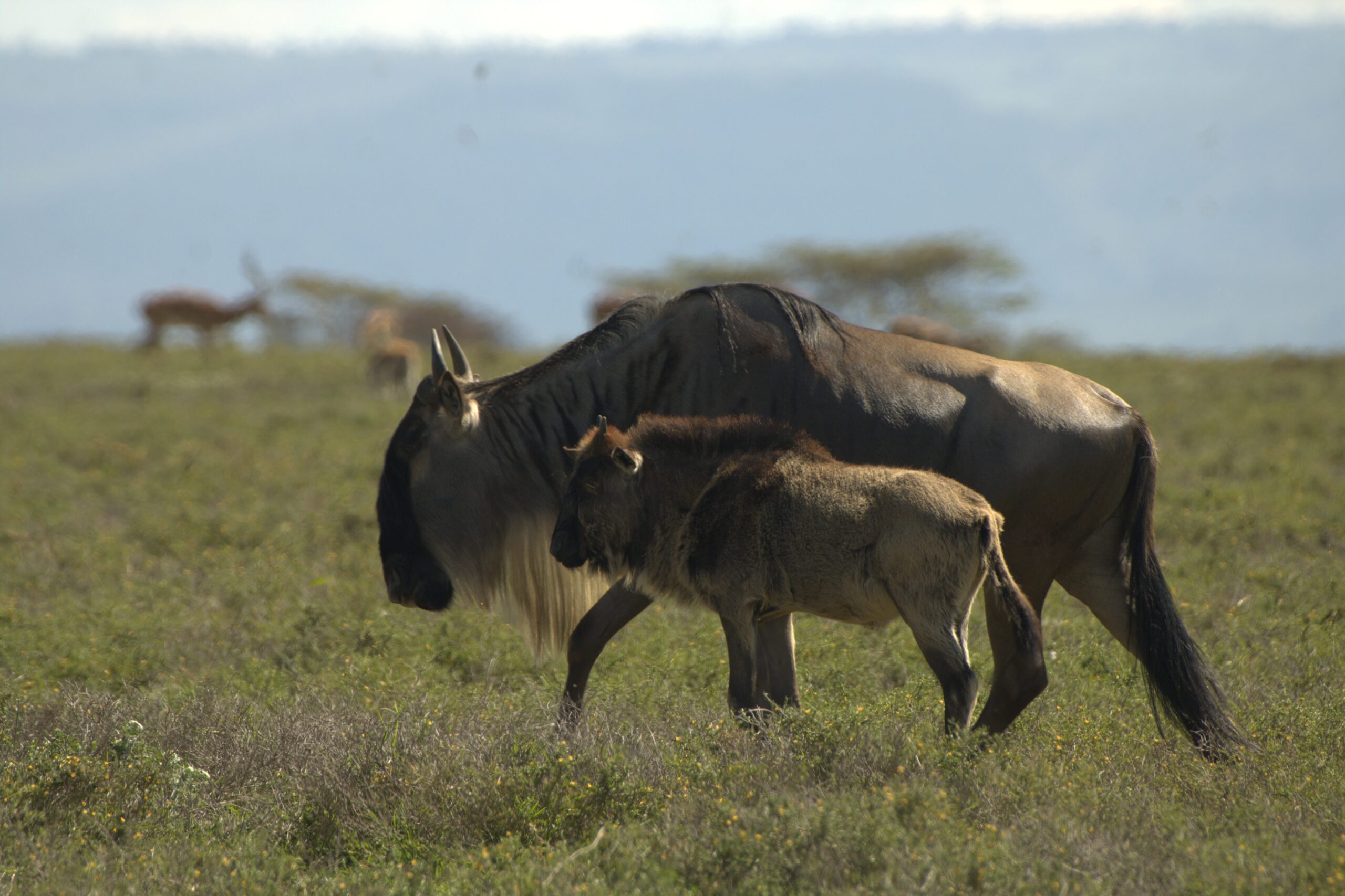 Crescent Island Kenya 2-Day Adventure: Horseback Mt. Longonot, Bike Hell's Gate & Walk with Wildlife — photo 8