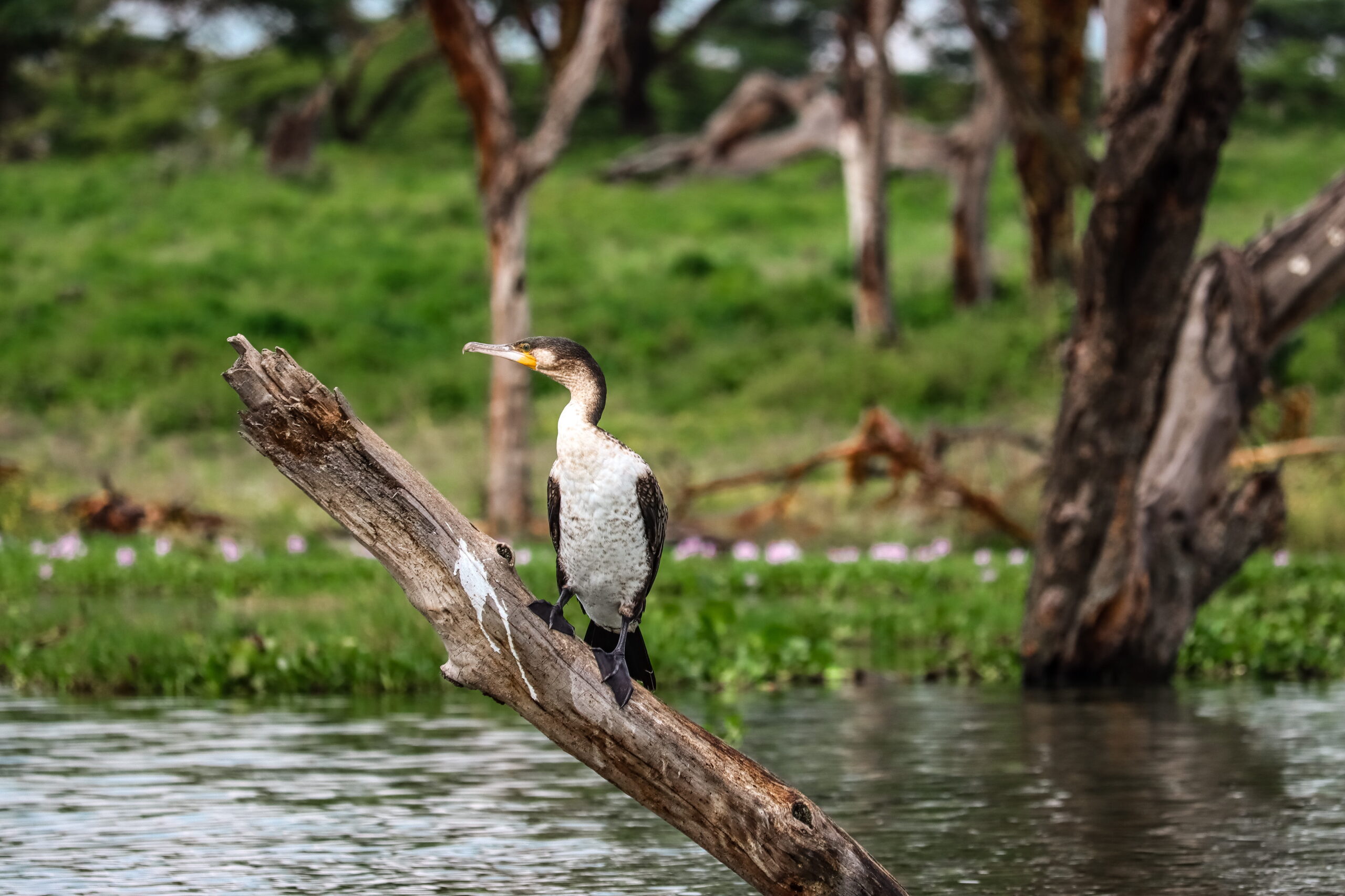 Crescent Island Kenya 2-Day Adventure: Horseback Mt. Longonot, Bike Hell's Gate & Walk with Wildlife — photo 10