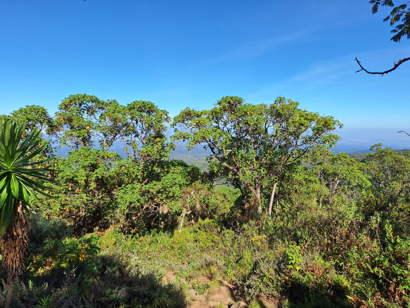 5-Day Mount Kenya Climb: Conquer Point Lenana via the Stunning Chogoria Route — photo 11