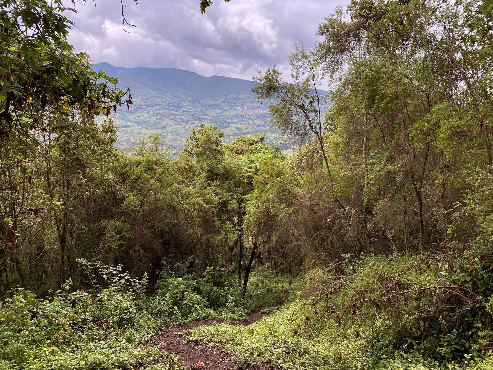 3-Day Aberdare National Park Hike: Summit Kipipiri & Discover the Magical Seven Ponds — photo 8