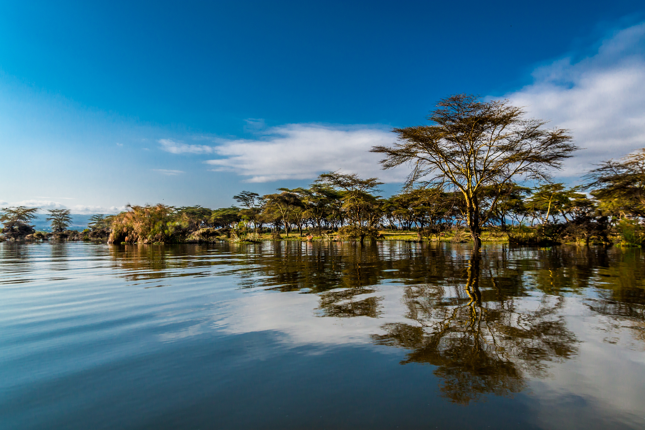 Luxury Kenya Safaris