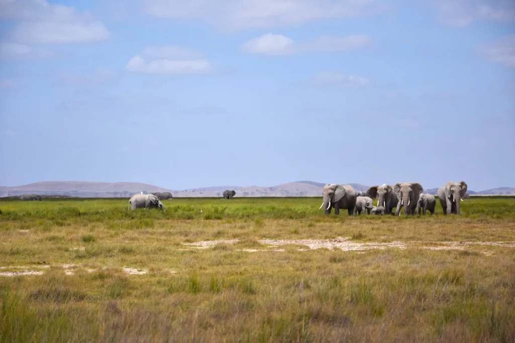 Amboseli elefants