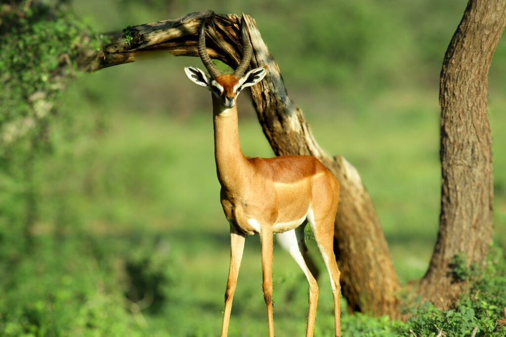 Kenyan Wildlife samburu