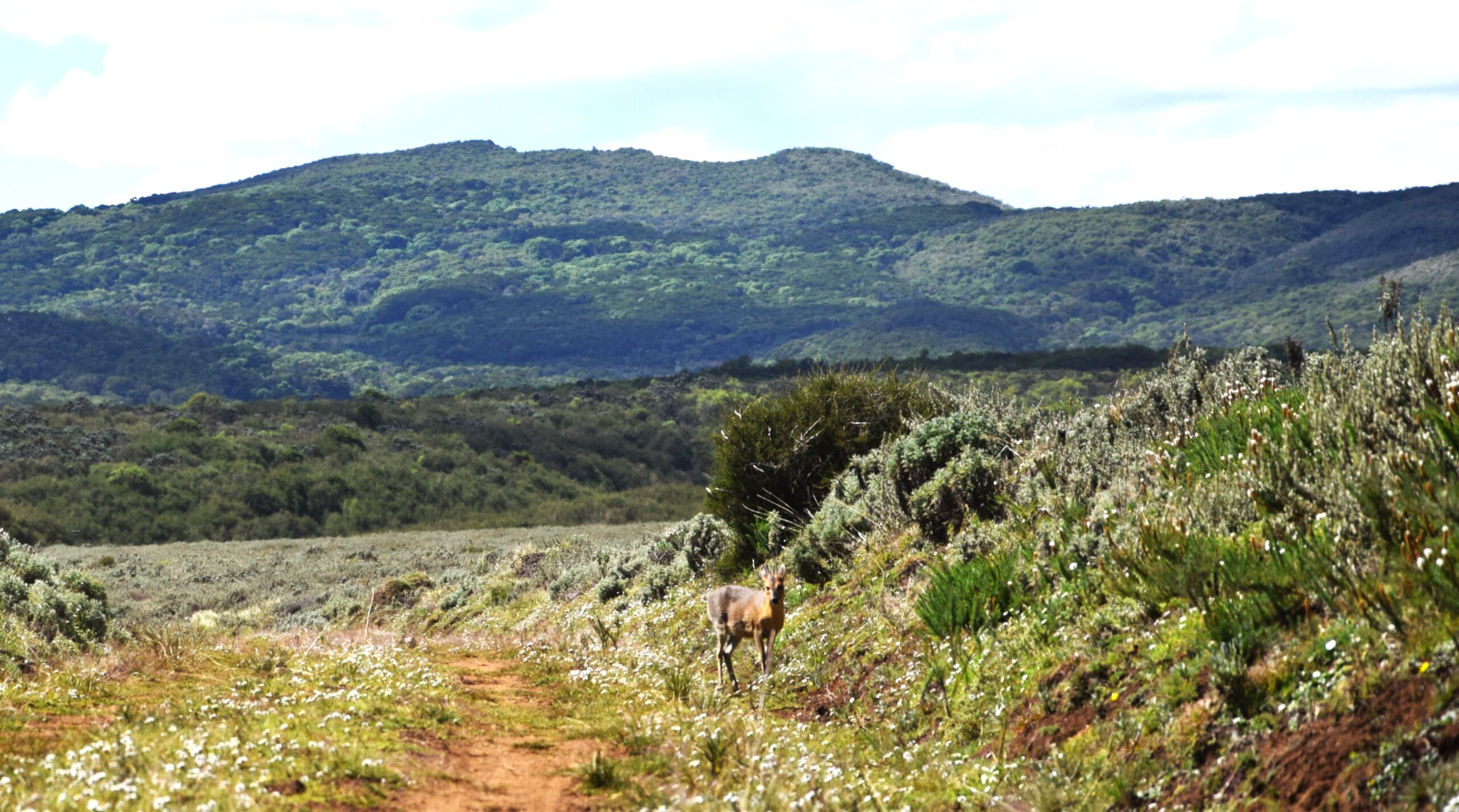 Kenya Eco Tourism Explorer: 3-Day Journey from the Stunning Aberdare Highlands to Lake Naivasha — photo 7