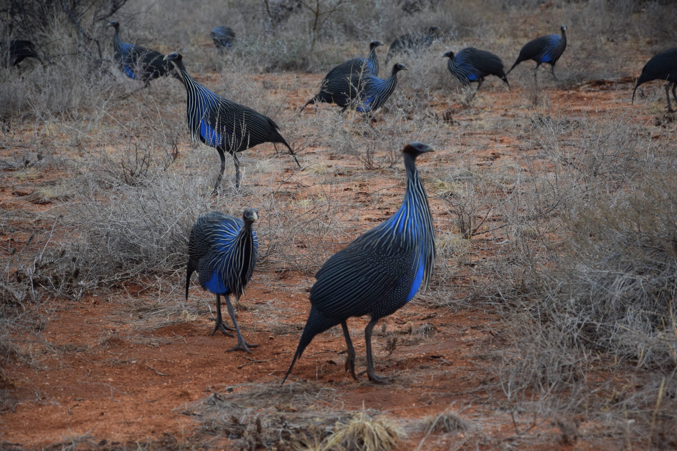 Samburu National Reserve Safari: Authentic 3-Day Budget Adventure with the Special Five — photo 6