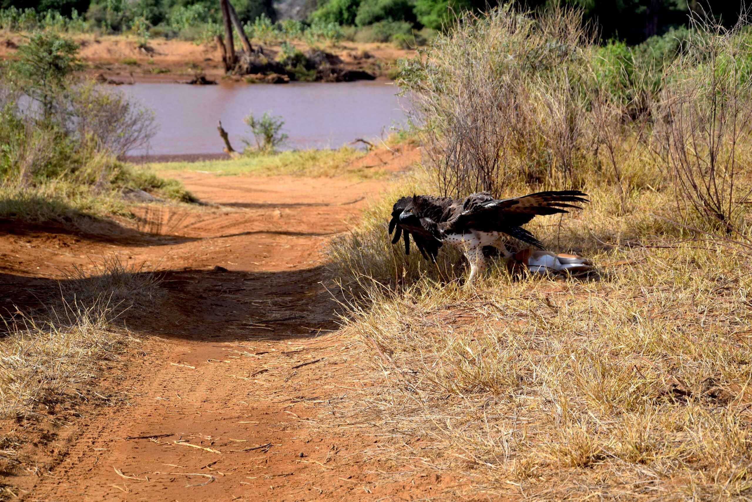 Samburu National Reserve Safari: Authentic 3-Day Budget Adventure with the Special Five — photo 7