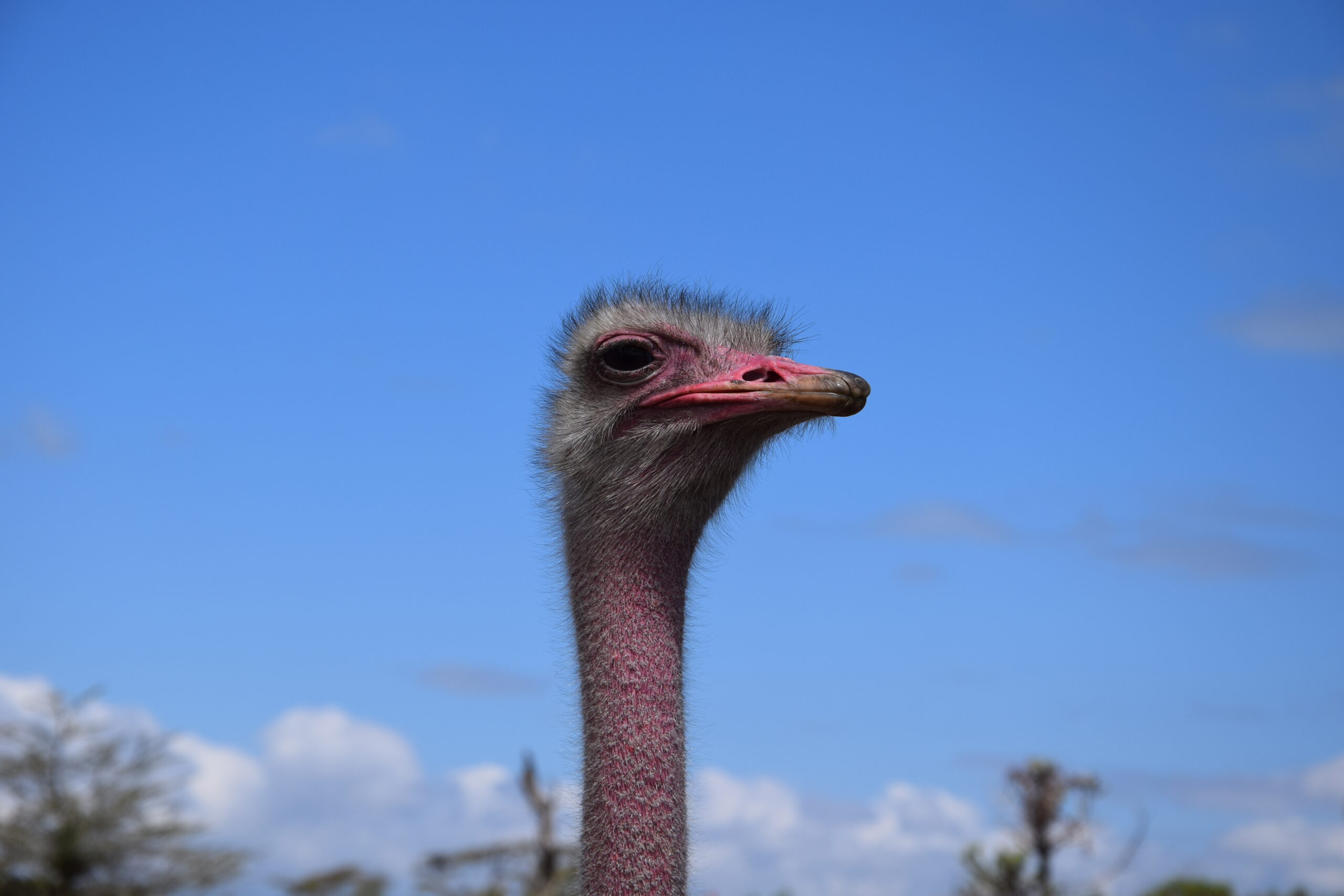 1-Day trip to Hells Gate Kenya & Crescent Island: Bicycle Safari and Wildlife Walks — photo 9