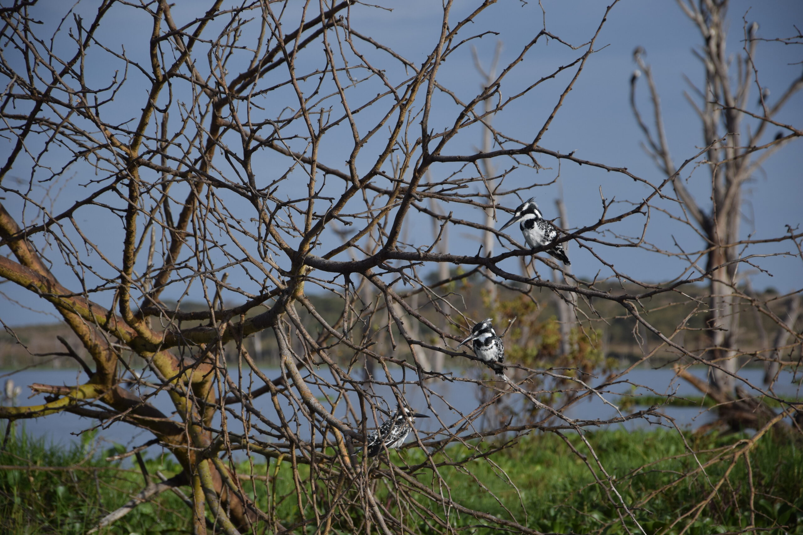 Birding Kenya 1-Day Adventure: Lake Naivasha Boat Ride & Hell's Gate Biking Tour — photo 7