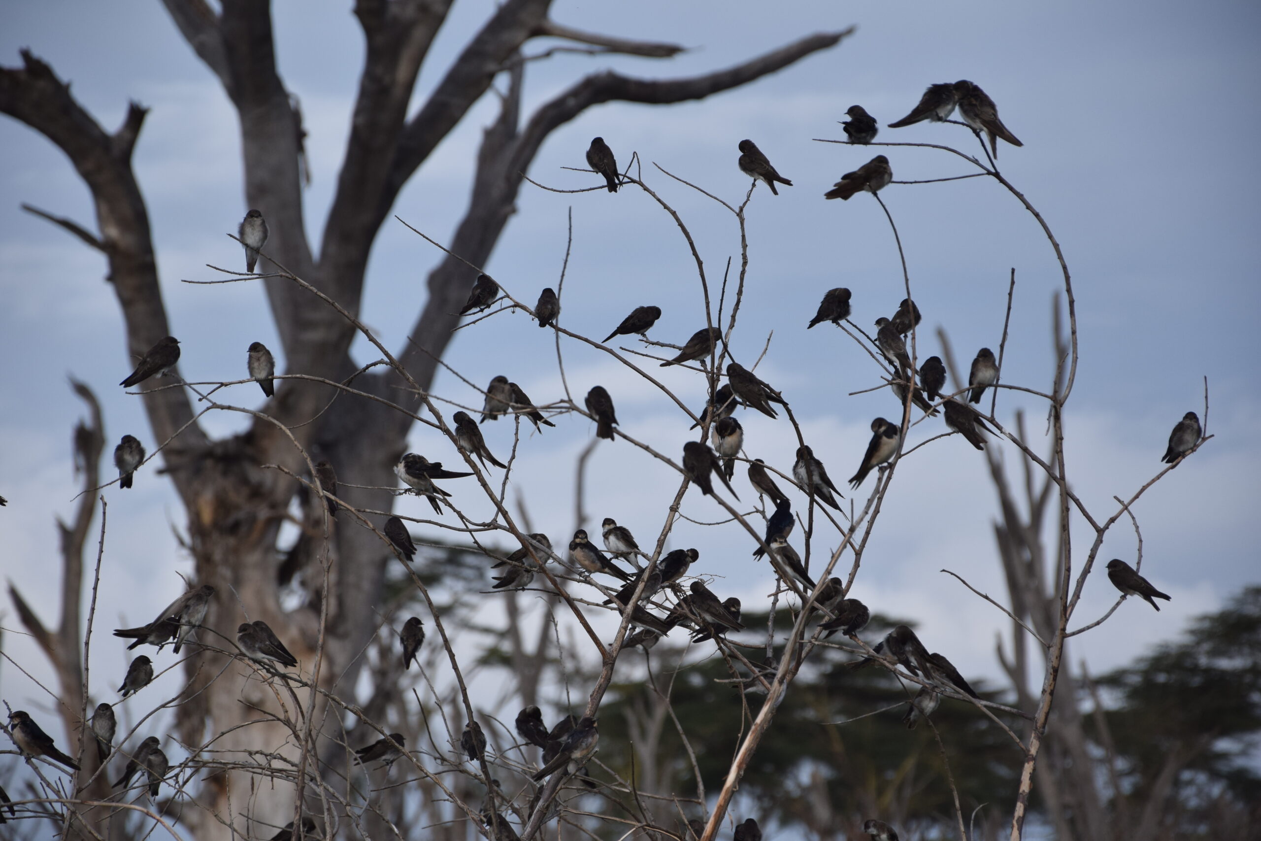 Birding Kenya 1-Day Adventure: Lake Naivasha Boat Ride & Hell's Gate Biking Tour — photo 17