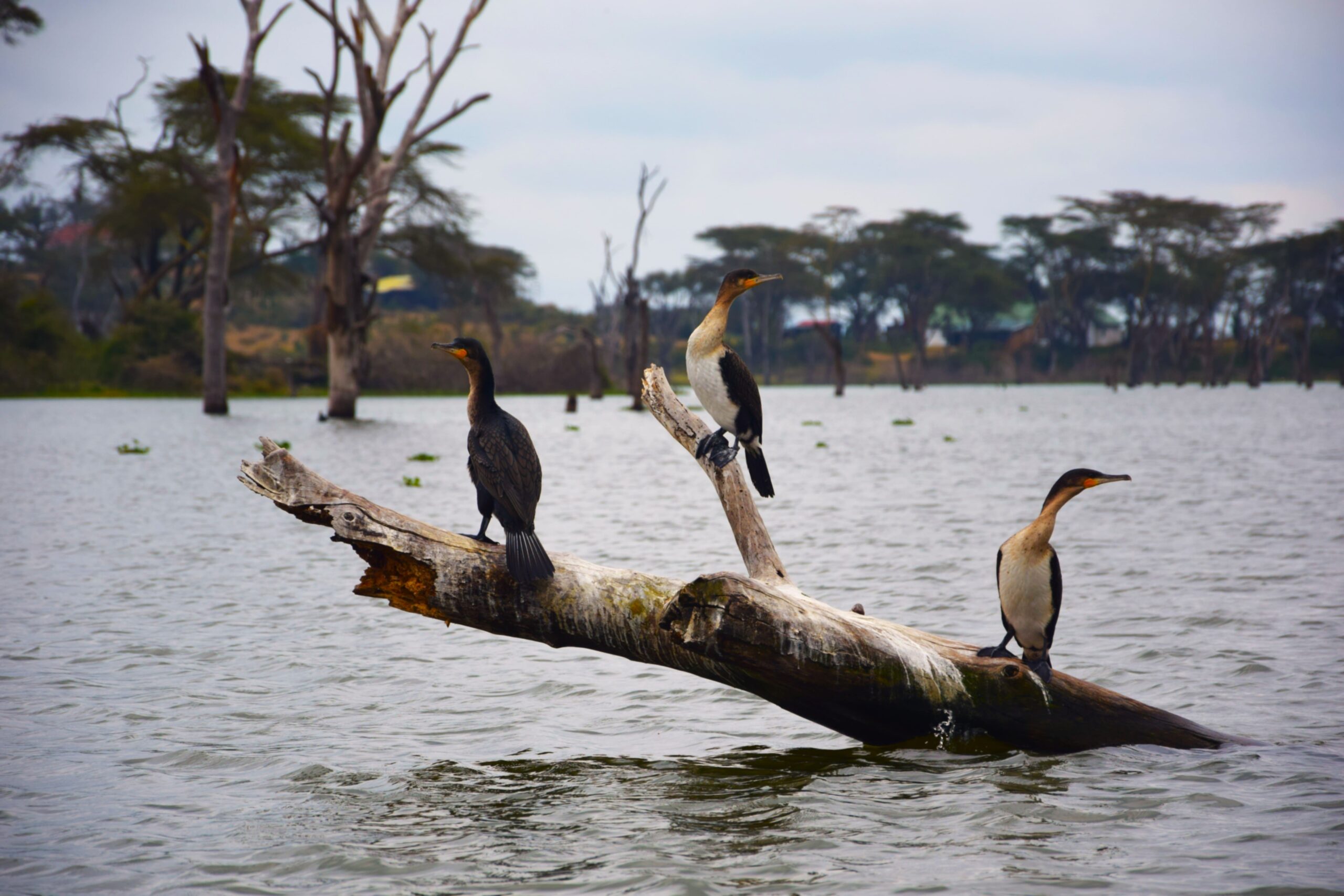 Mount Longonot Day Trip: Incredible 1-Day Adventure - Crater Hike & Lake Naivasha Boat Safari — photo 12