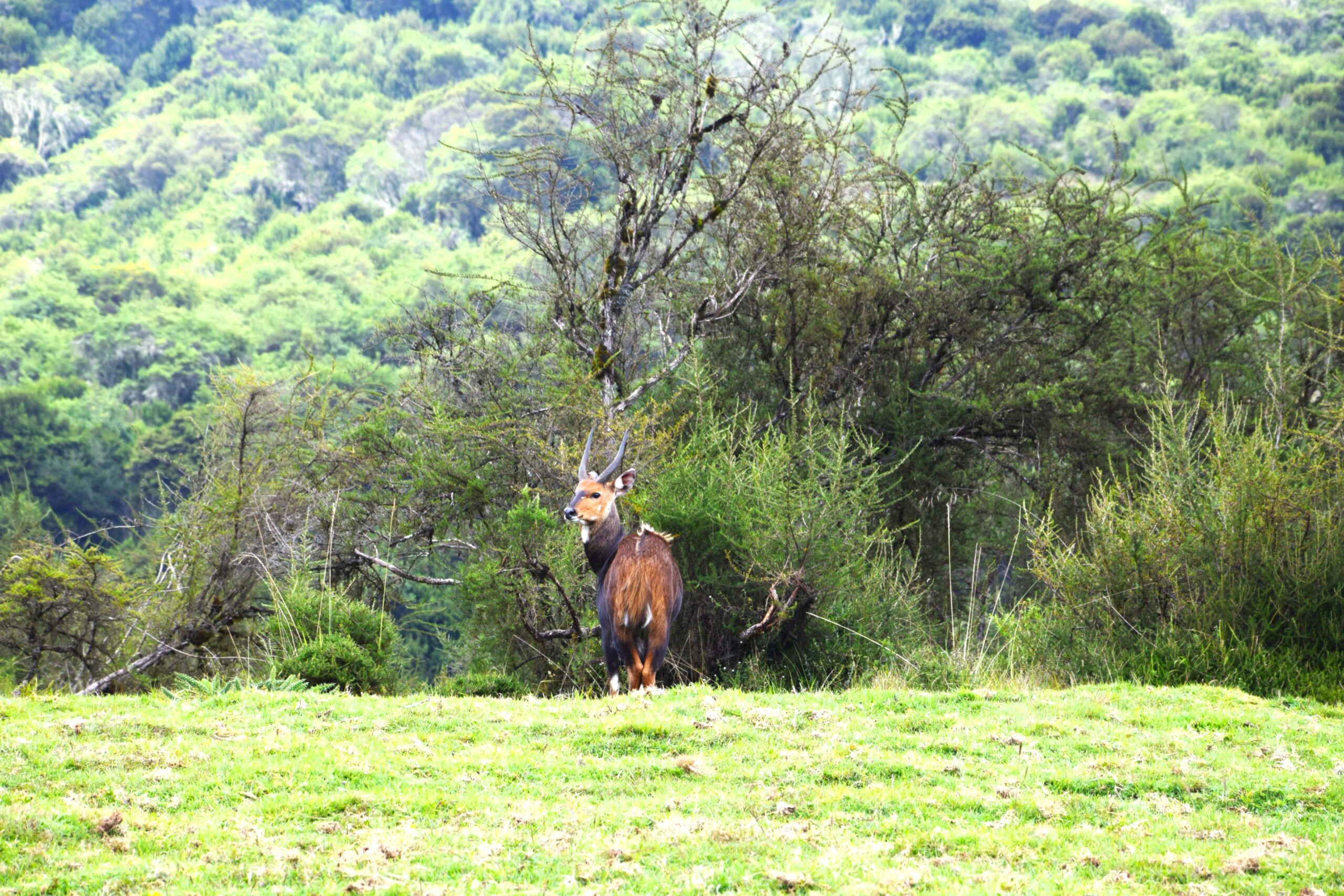 Kenya Eco Tourism Explorer: 3-Day Journey from the Stunning Aberdare Highlands to Lake Naivasha — photo 7