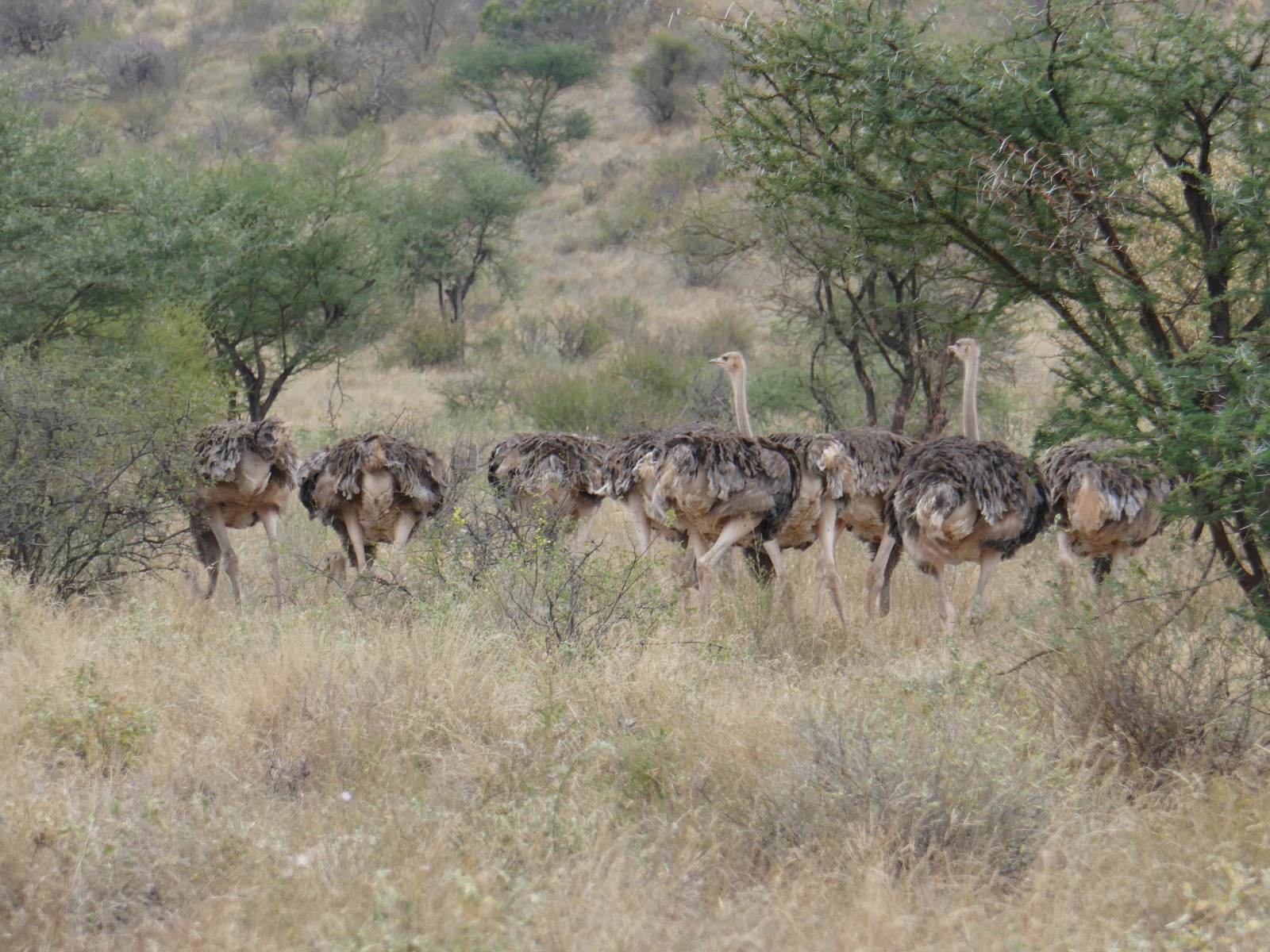 Samburu National Reserve Safari: Authentic 3-Day Budget Adventure with the Special Five — photo 14