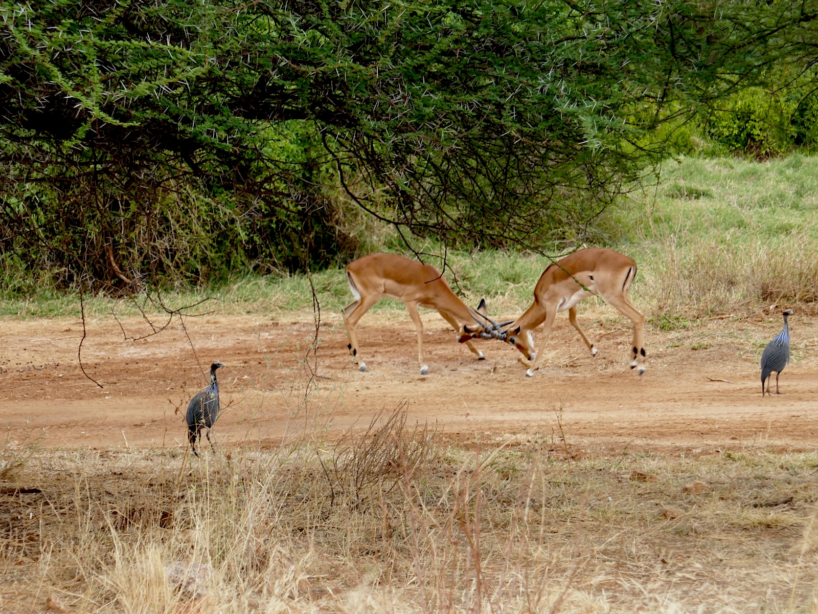 Samburu National Reserve Safari: Authentic 3-Day Budget Adventure with the Special Five — photo 10