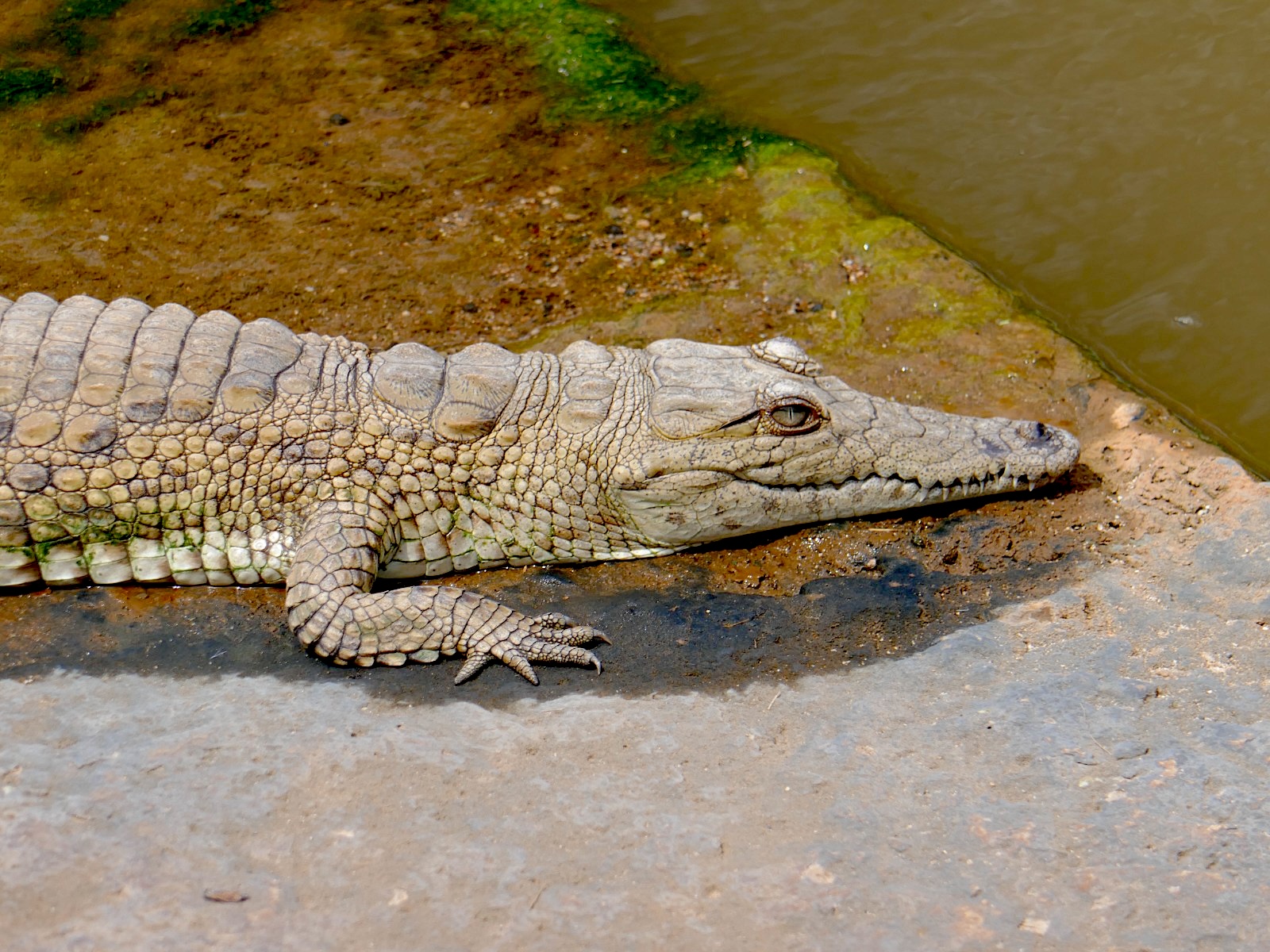 Samburu National Reserve Safari: Authentic 3-Day Budget Adventure with the Special Five — photo 8