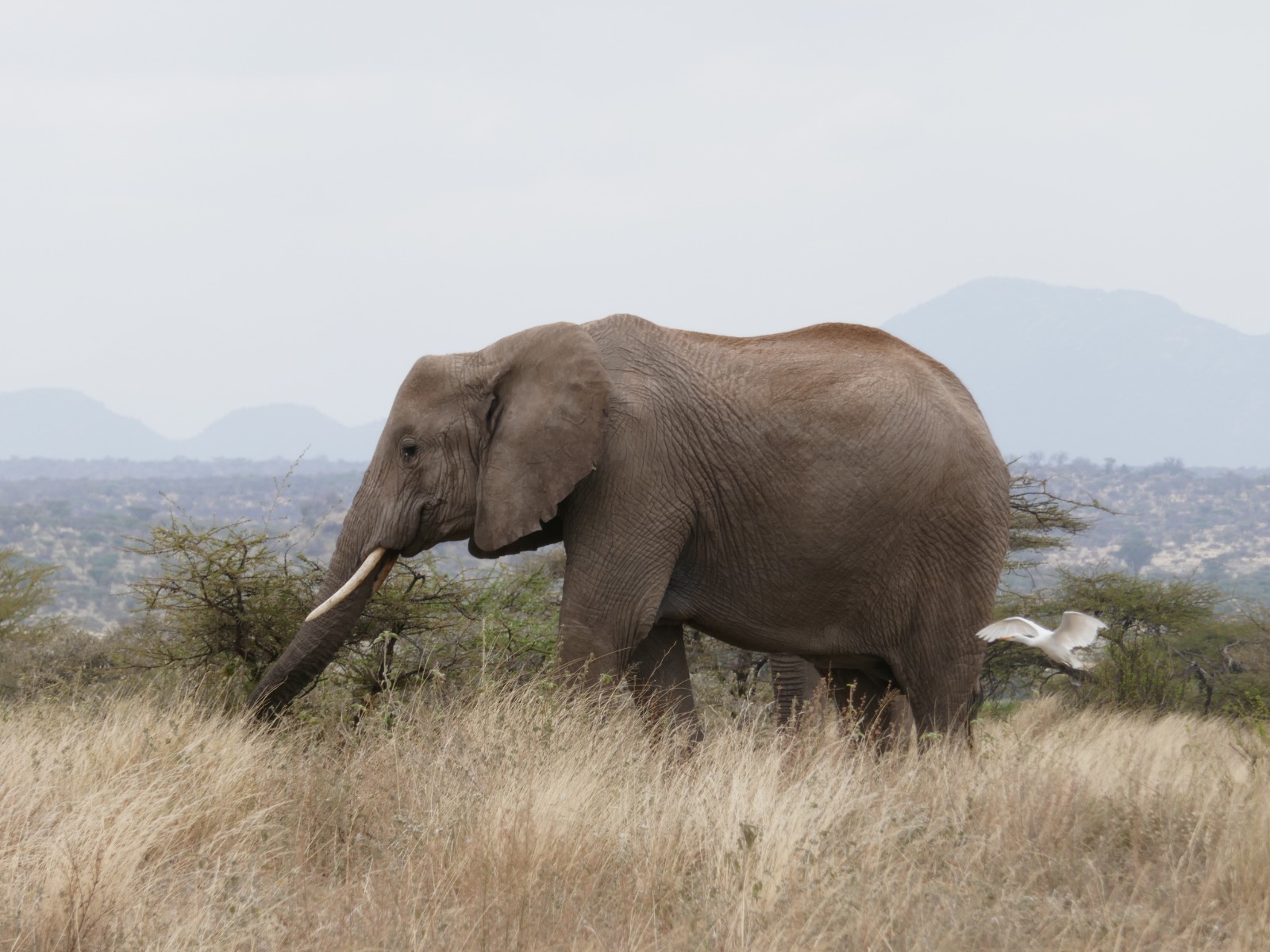 Samburu National Reserve Safari: Authentic 3-Day Budget Adventure with the Special Five — photo 6