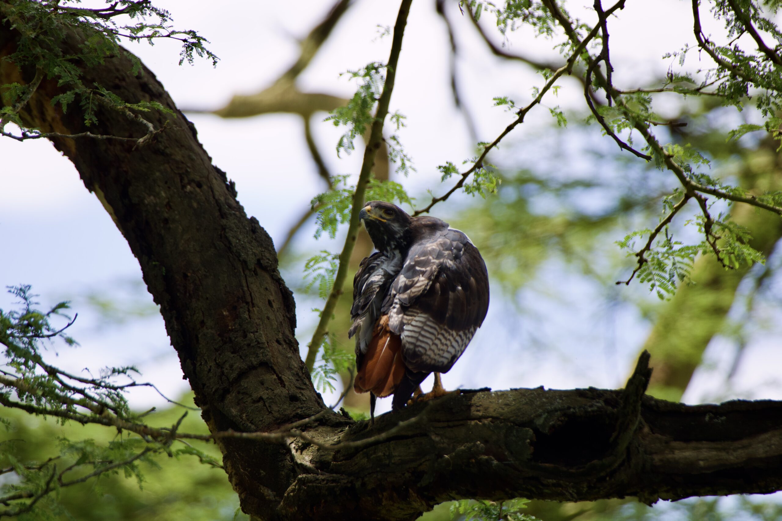 Birding Kenya 1-Day Adventure: Lake Naivasha Boat Ride & Hell's Gate Biking Tour — photo 18