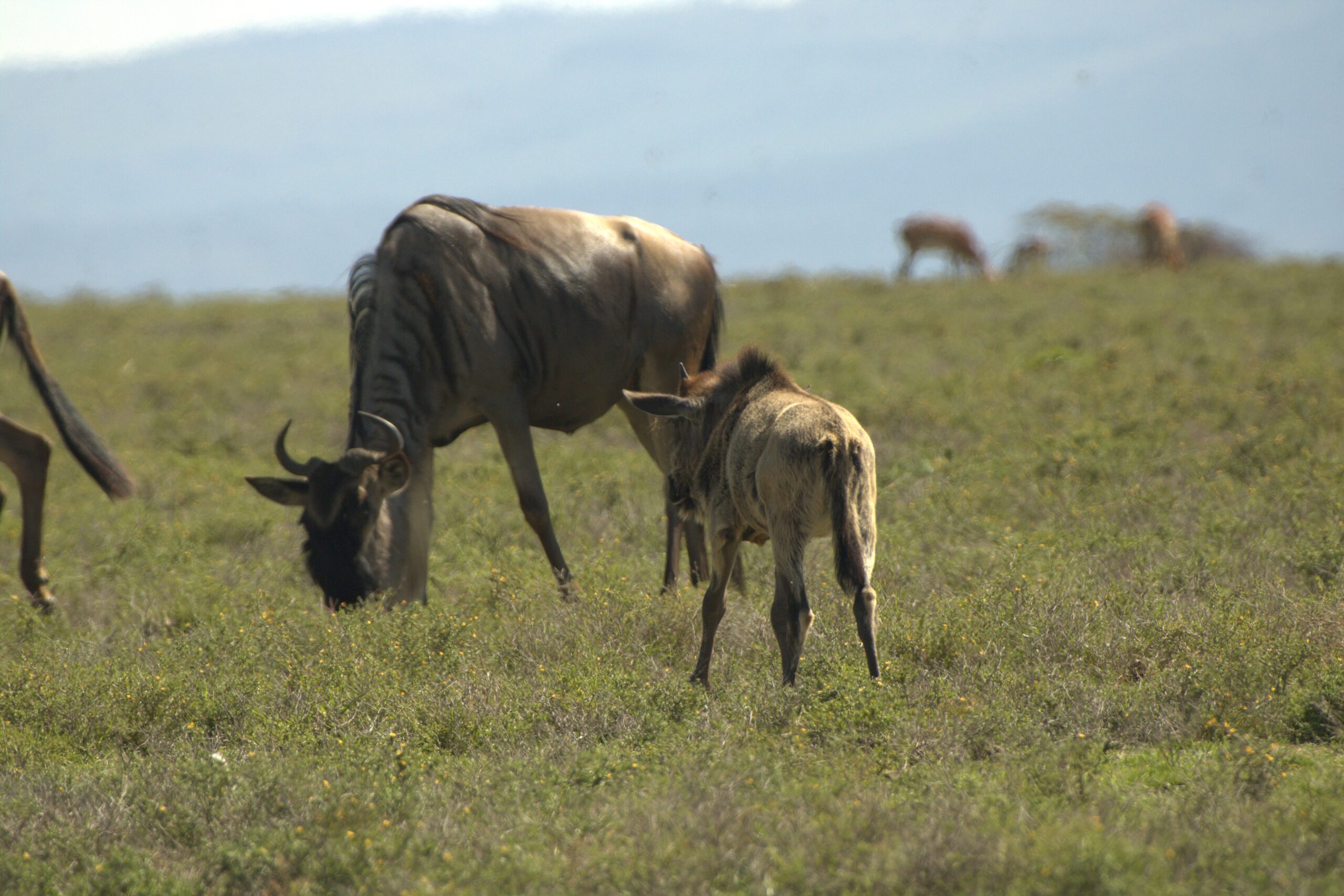 Mount Longonot Day Trip: Incredible 1-Day Adventure - Crater Hike & Lake Naivasha Boat Safari — photo 8