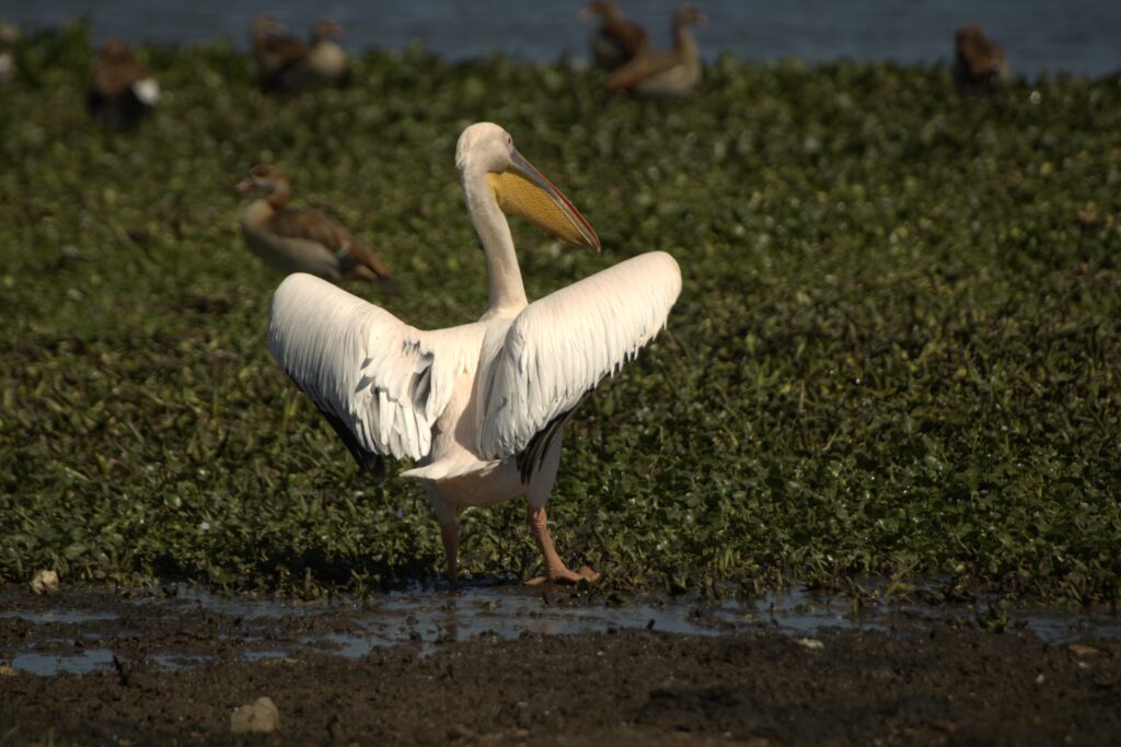 Pelicans during birding Kenya tour