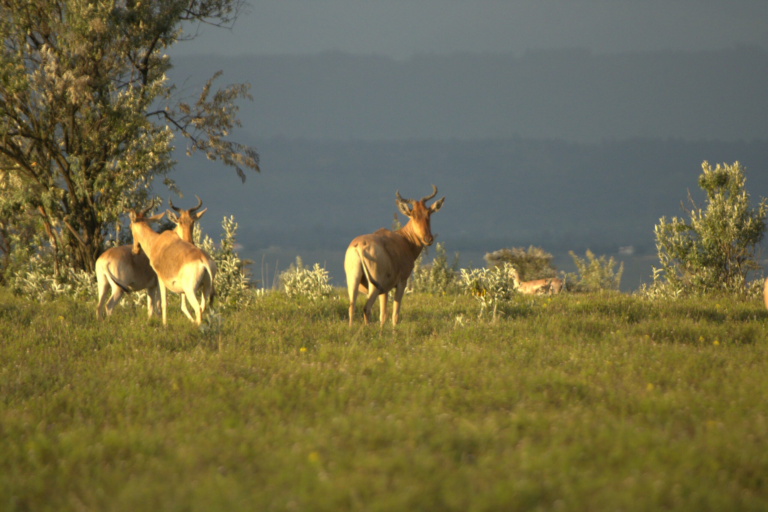 Mount Longonot Day Trip: Incredible 1-Day Adventure - Crater Hike & Lake Naivasha Boat Safari — photo 6