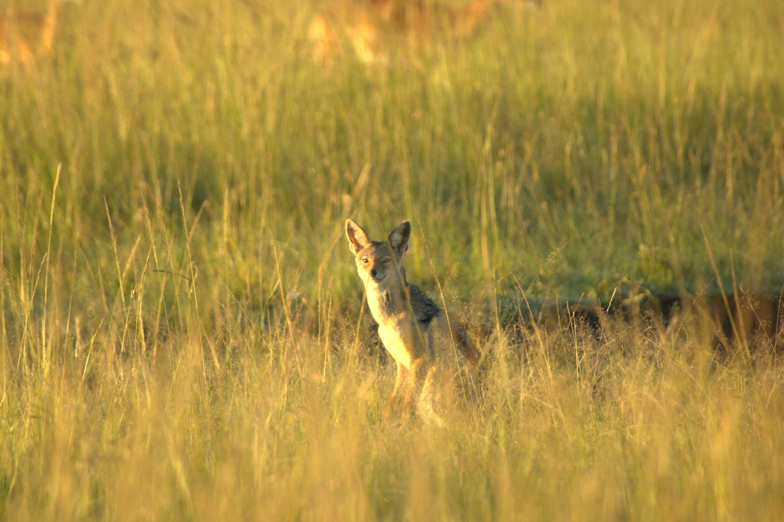 Samburu National Reserve Safari: Authentic 3-Day Budget Adventure with the Special Five — photo 8