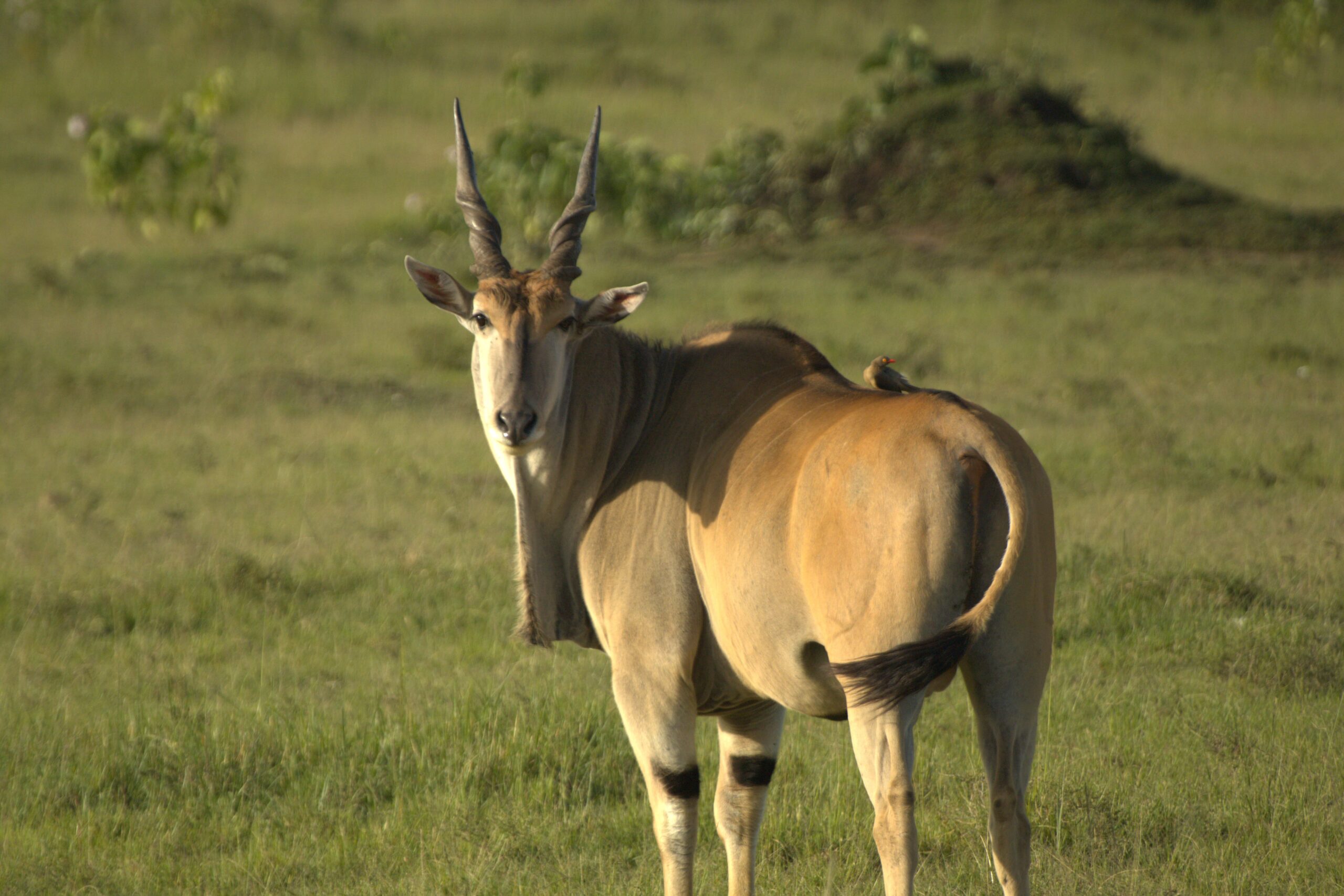 Aberdare Camping Bookings: Ultimate 4-Day Mountain Safari - Hike Satima, Explore Waterfalls & Spot Wildlife — photo 6