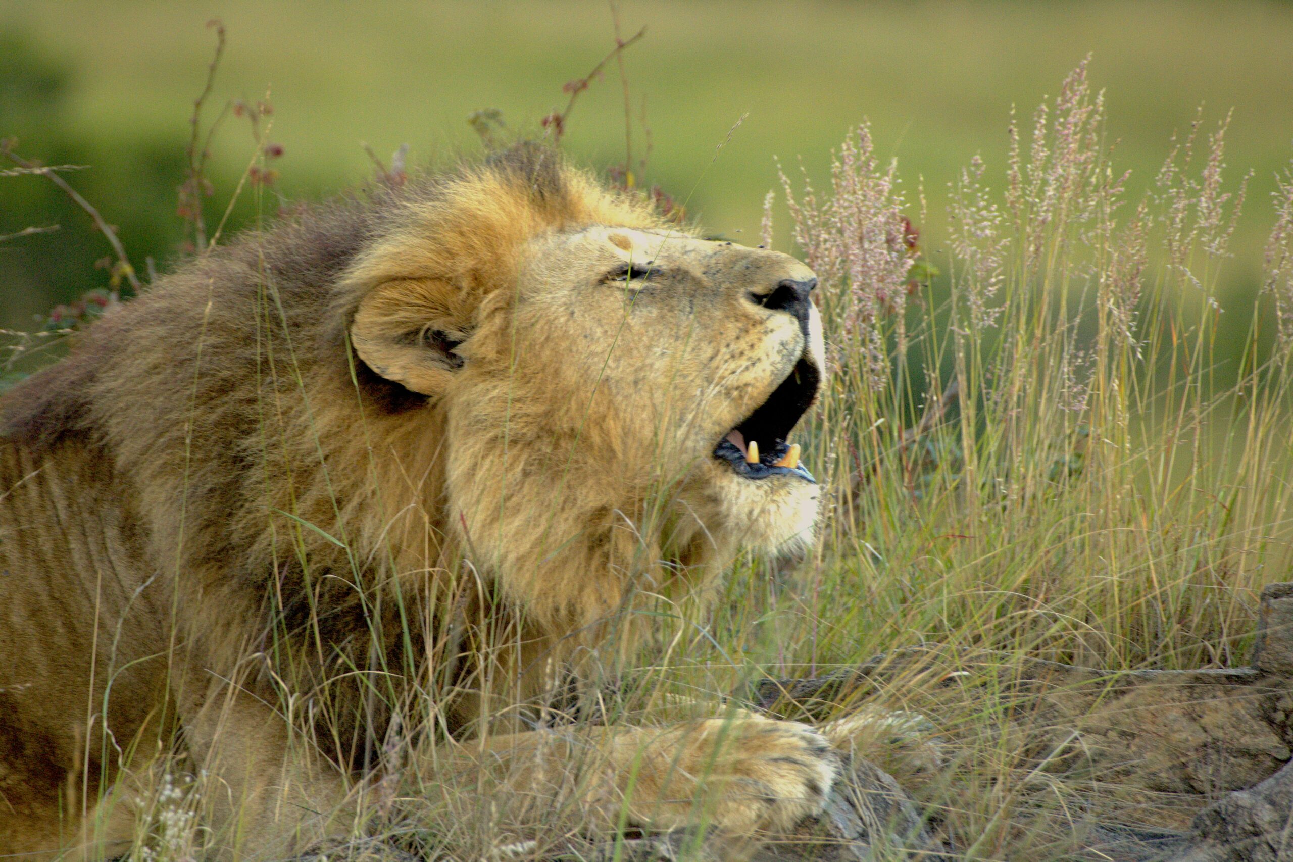 Samburu National Reserve Safari: Authentic 3-Day Budget Adventure with the Special Five