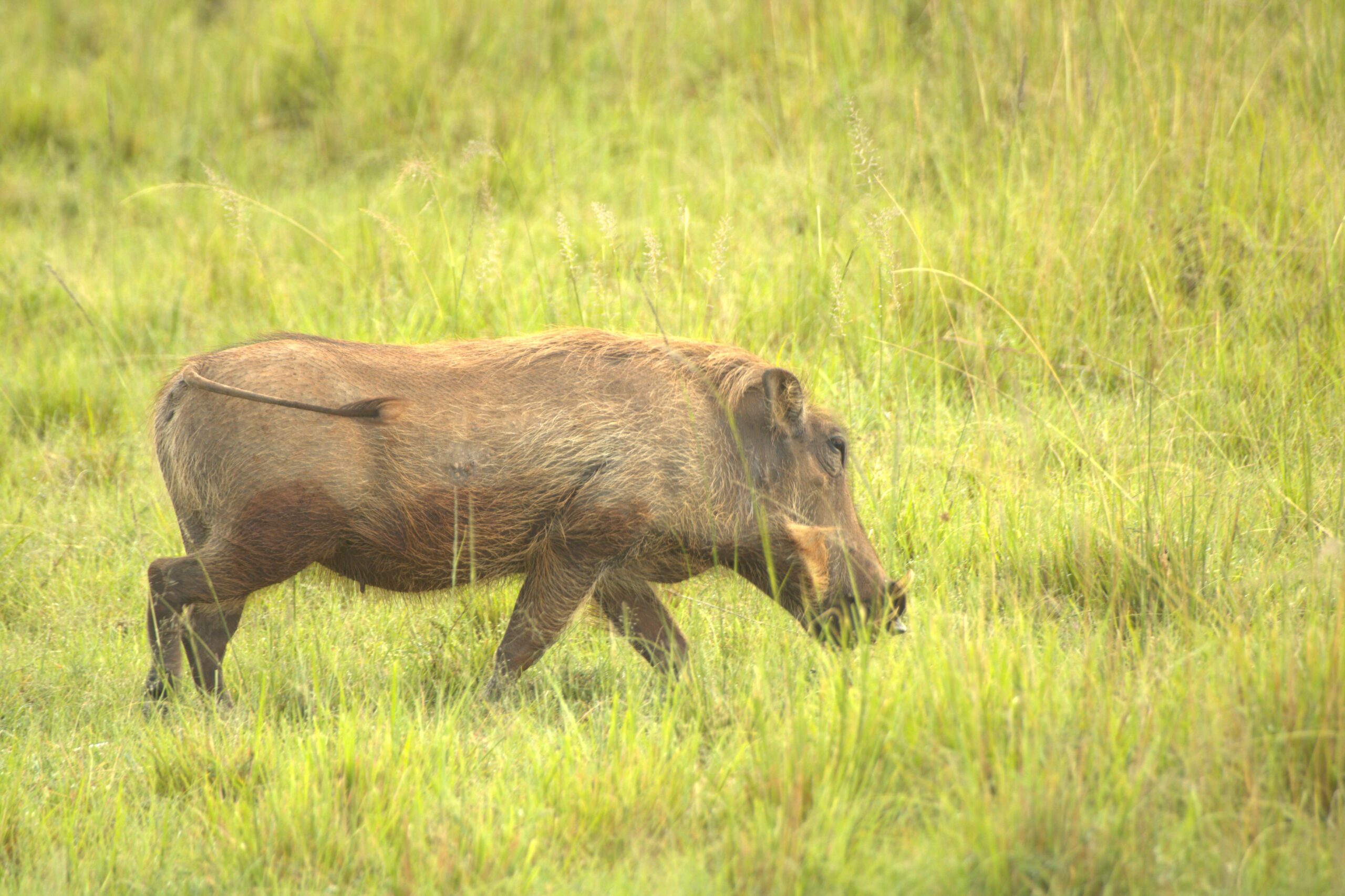 Birding Kenya 1-Day Adventure: Lake Naivasha Boat Ride & Hell's Gate Biking Tour — photo 13