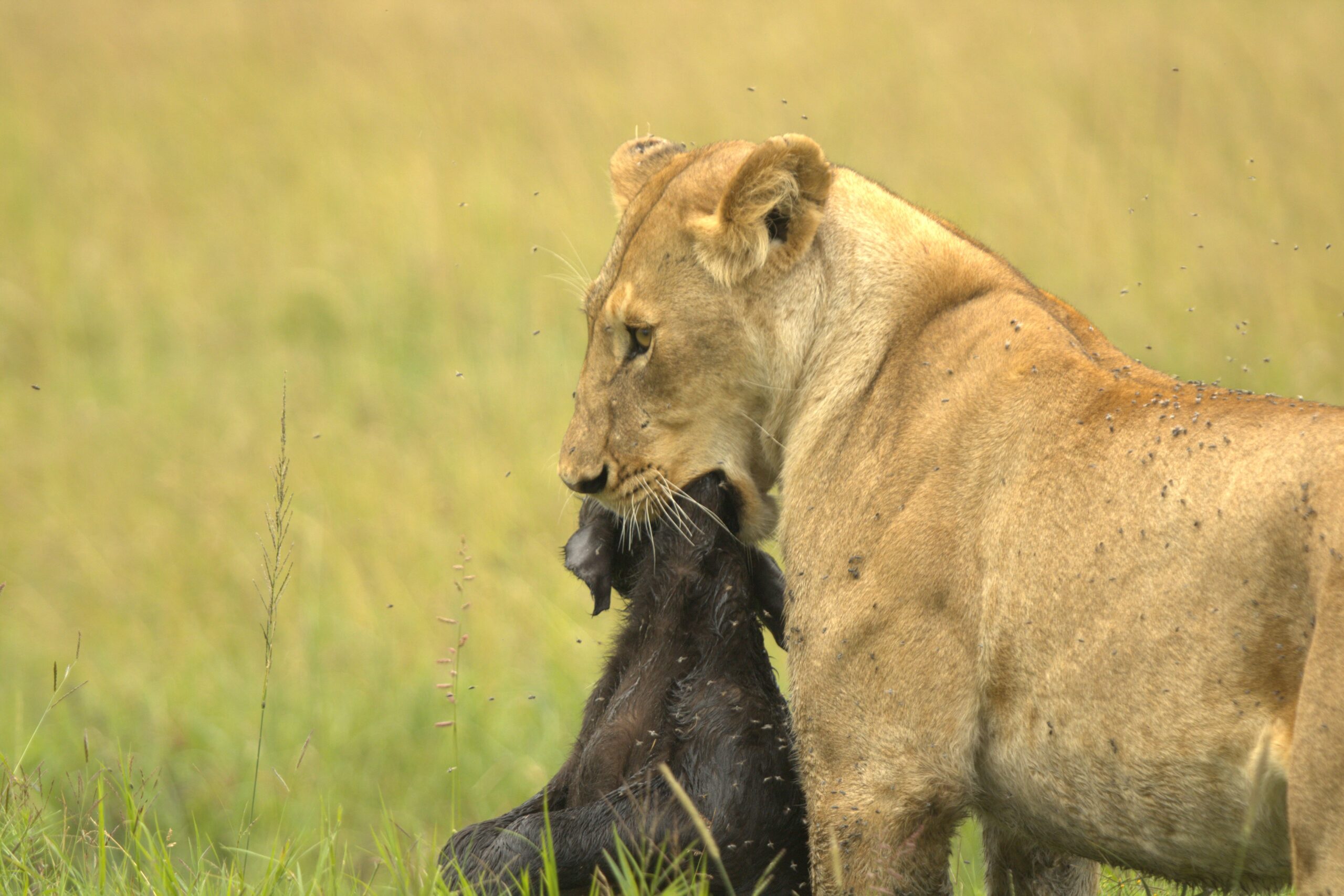 Samburu National Reserve Safari: Authentic 3-Day Budget Adventure with the Special Five — photo 9
