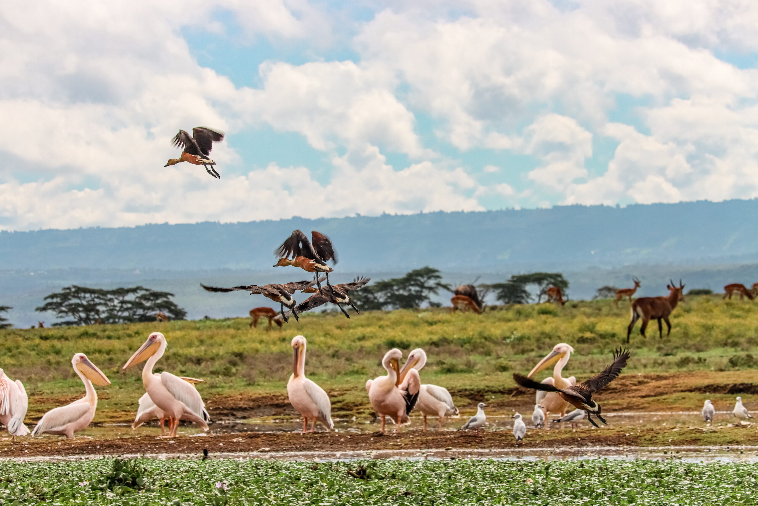 Crescent Island Kenya 2-Day Adventure: Horseback Mt. Longonot, Bike Hell's Gate & Walk with Wildlife — photo 6