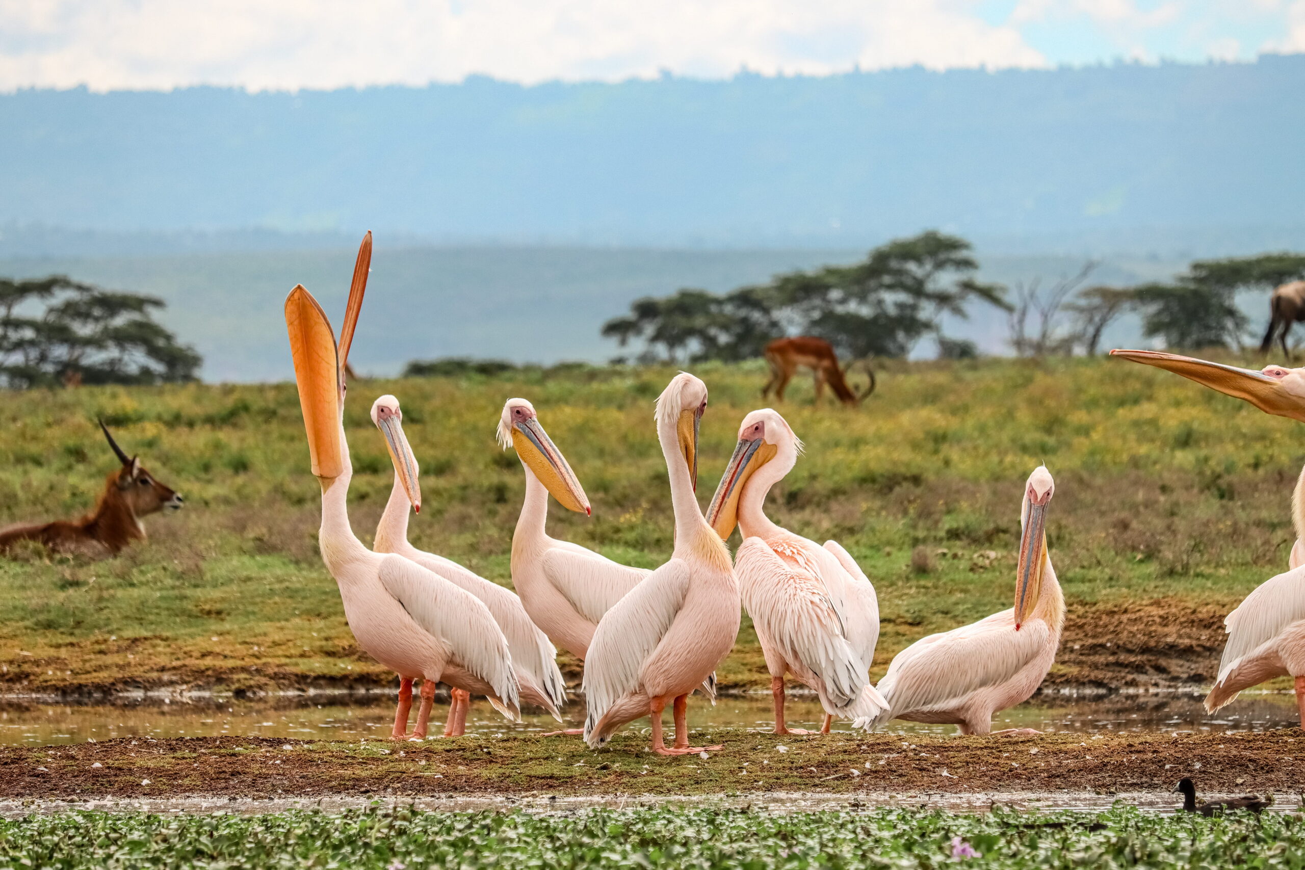 1-Day trip to Hells Gate Kenya & Crescent Island: Bicycle Safari and Wildlife Walks