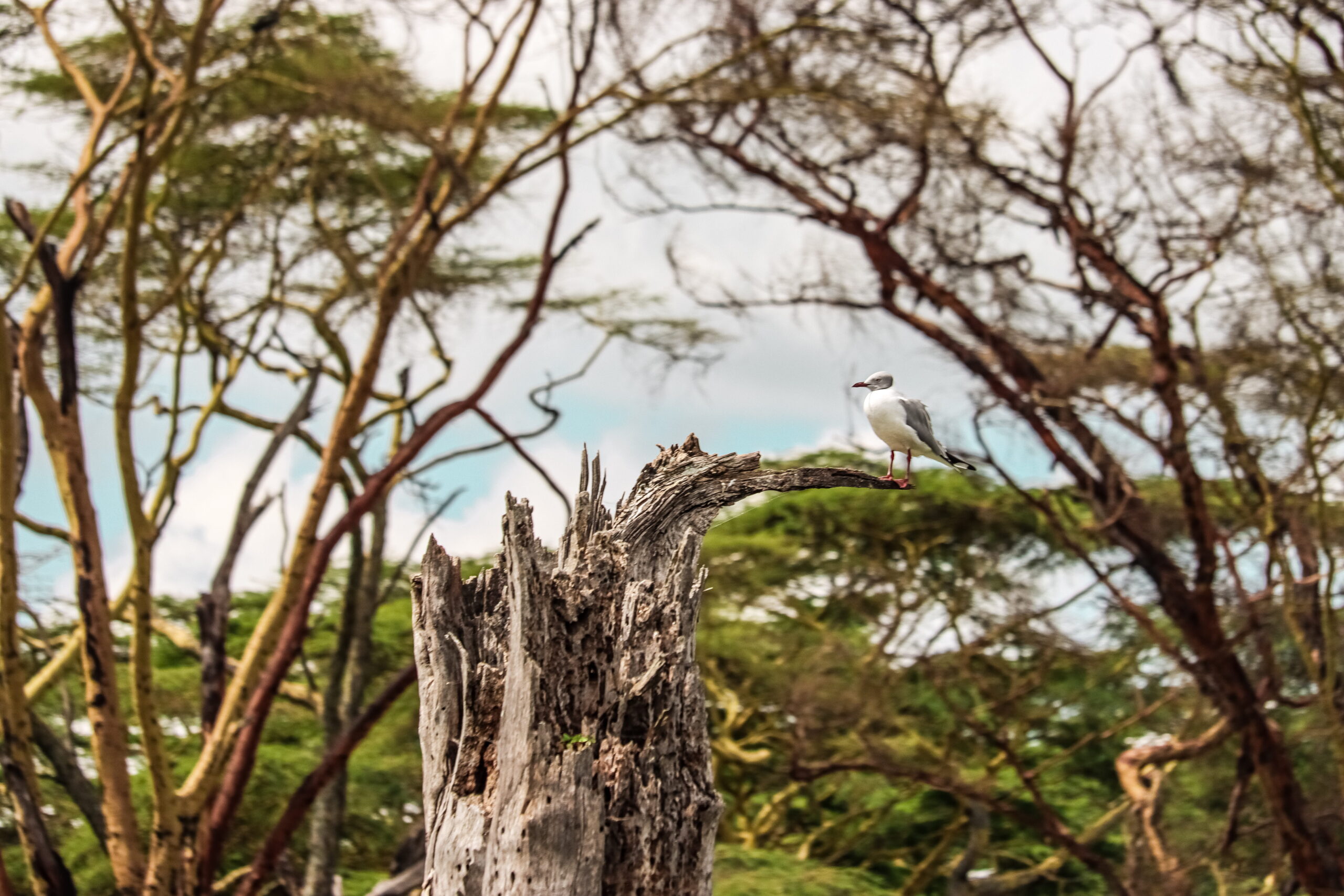Kenya Eco Tourism Explorer: 3-Day Journey from the Stunning Aberdare Highlands to Lake Naivasha — photo 10