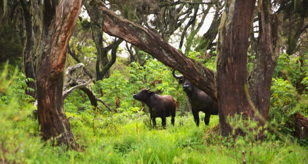 Aberdares wilderness