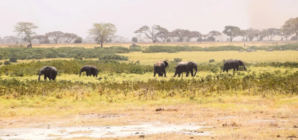 Amboseli safari