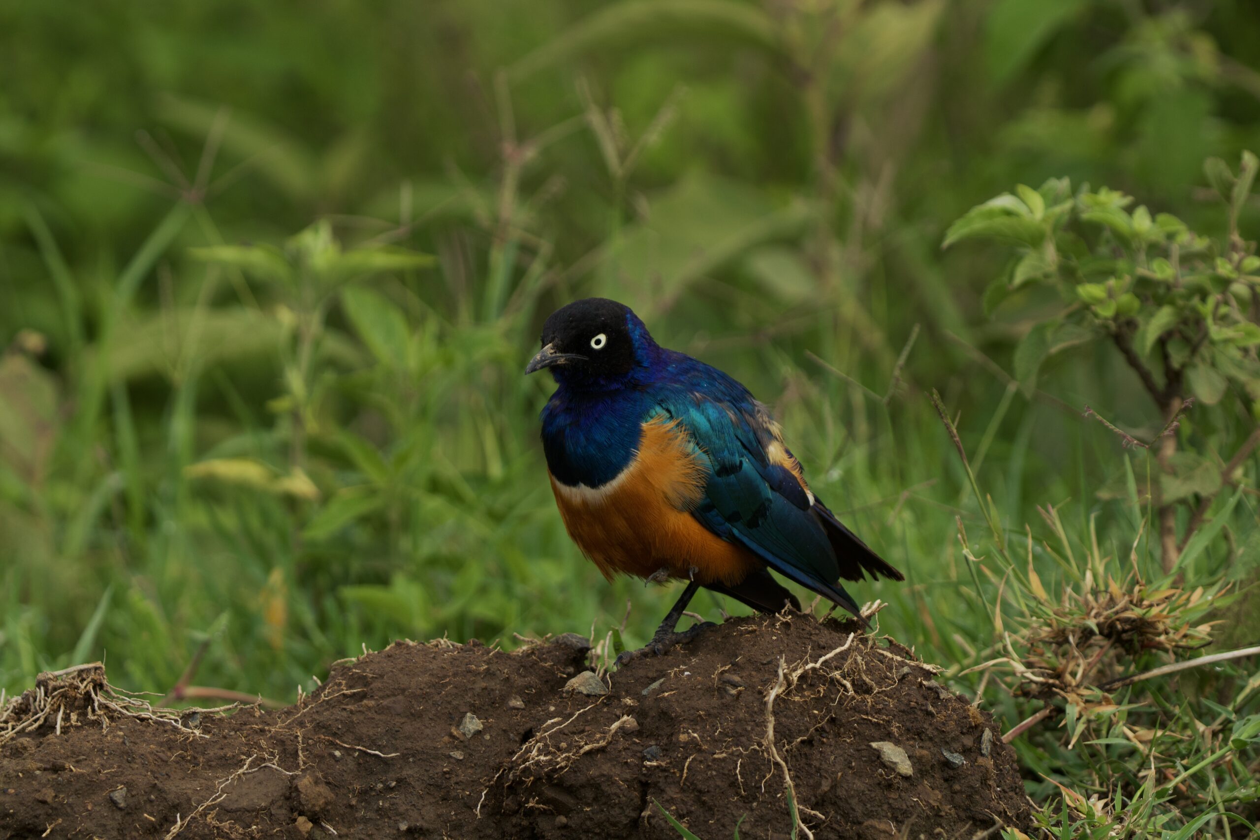 Mount Longonot Day Trip: Incredible 1-Day Adventure - Crater Hike & Lake Naivasha Boat Safari — photo 16