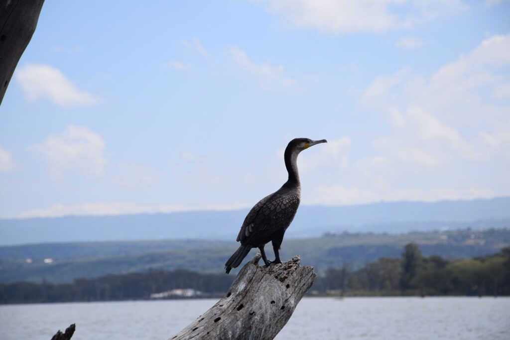 Lake Naivasha Birdlife